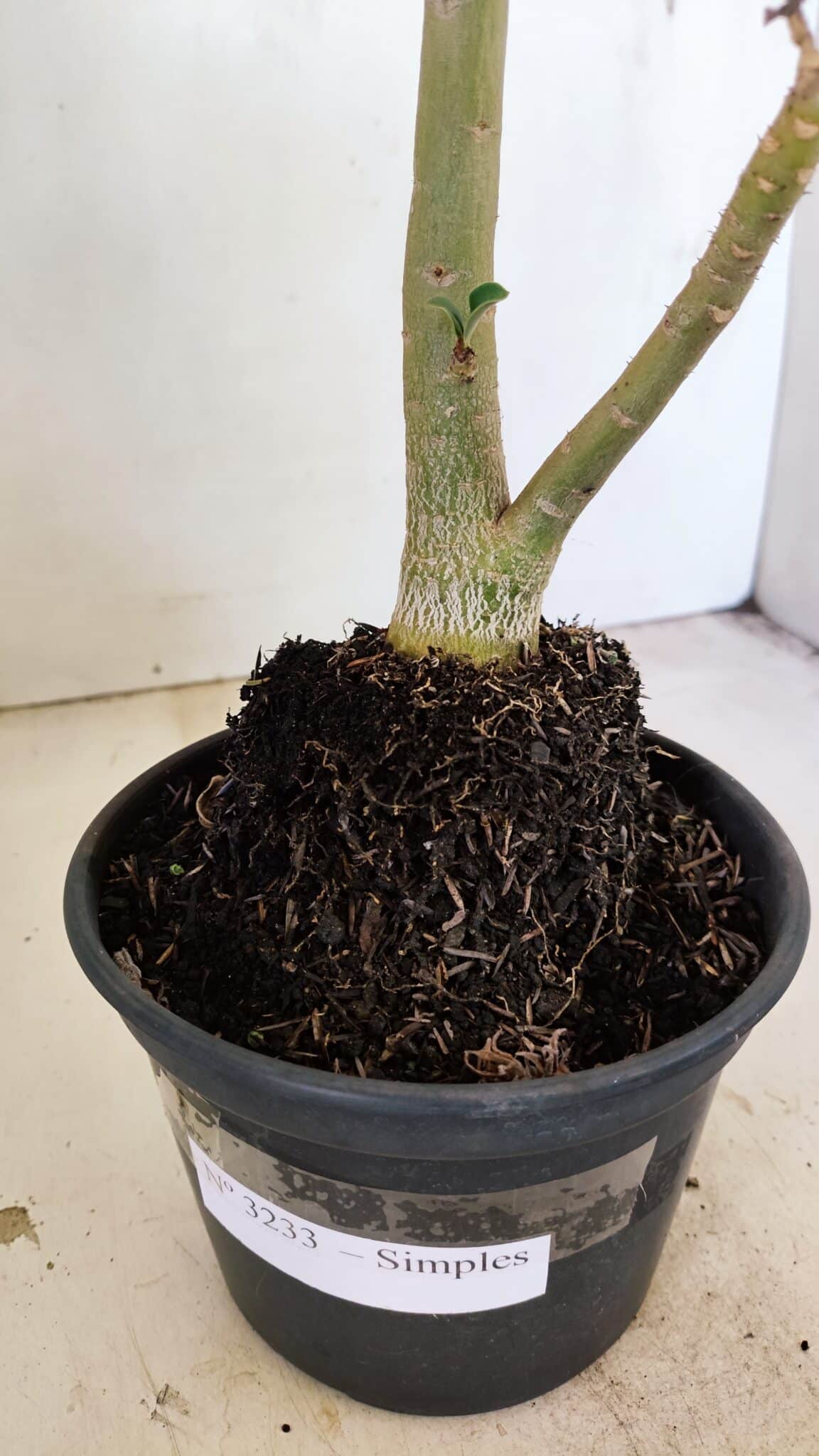 Planta Simples 3233 – 35cm – 03 anos - foto 7