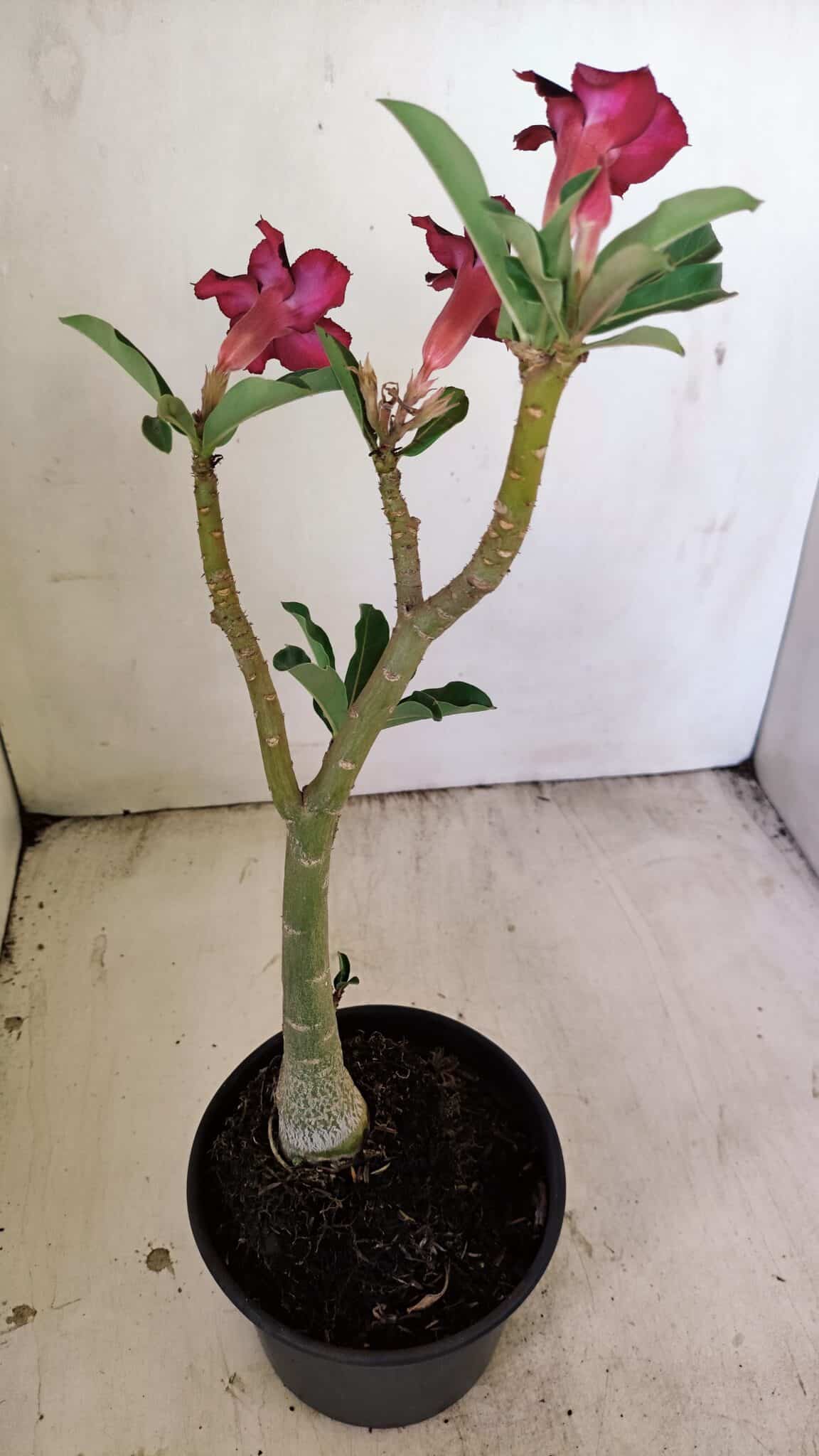 Planta Simples 3233 – 35cm – 03 anos - foto 6