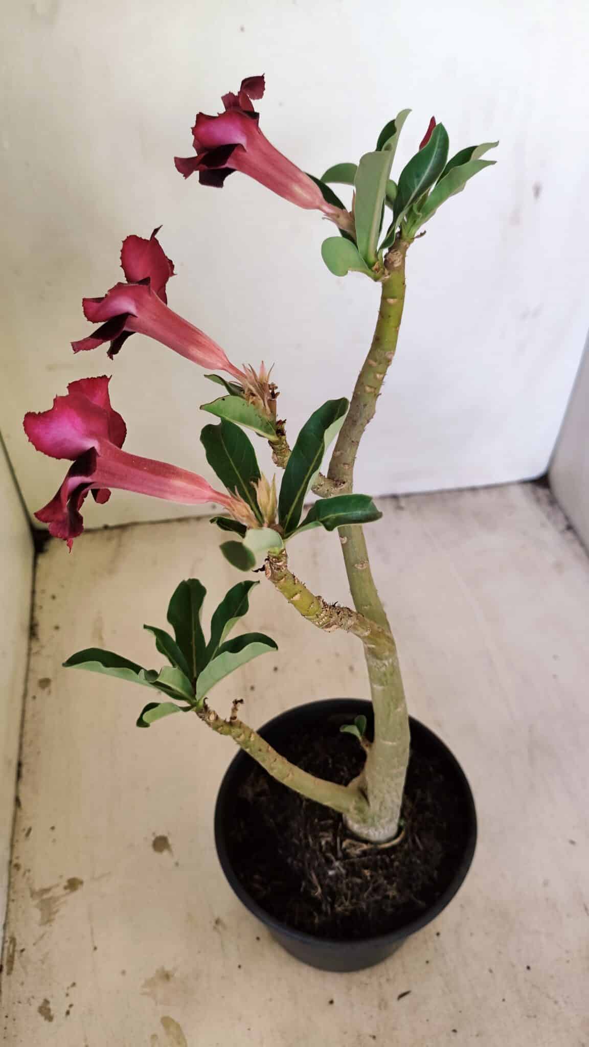 Planta Simples 3233 – 35cm – 03 anos - foto 5