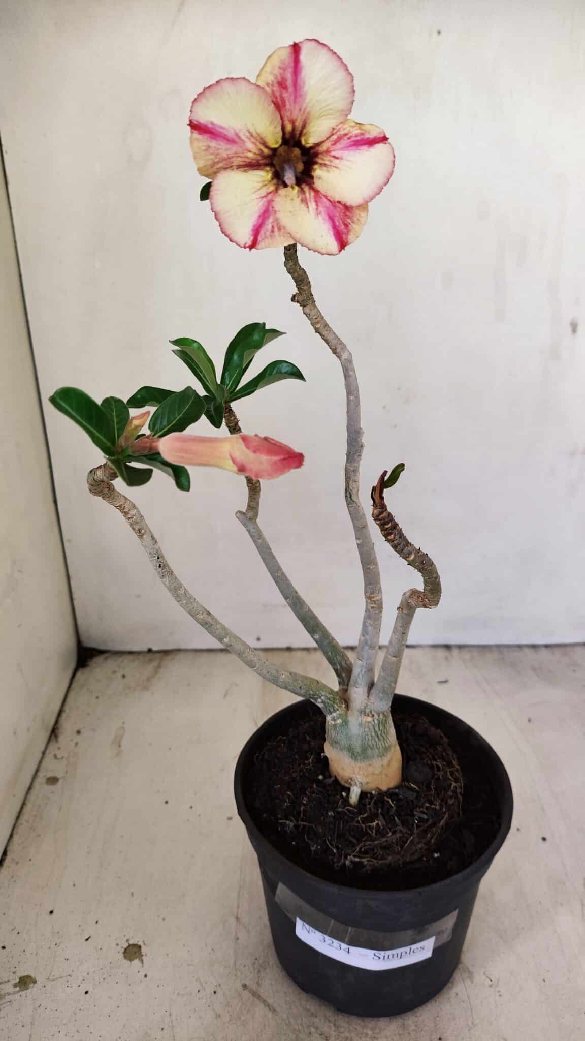 Planta Simples 3234 – 30cm – 02 anos - foto 2