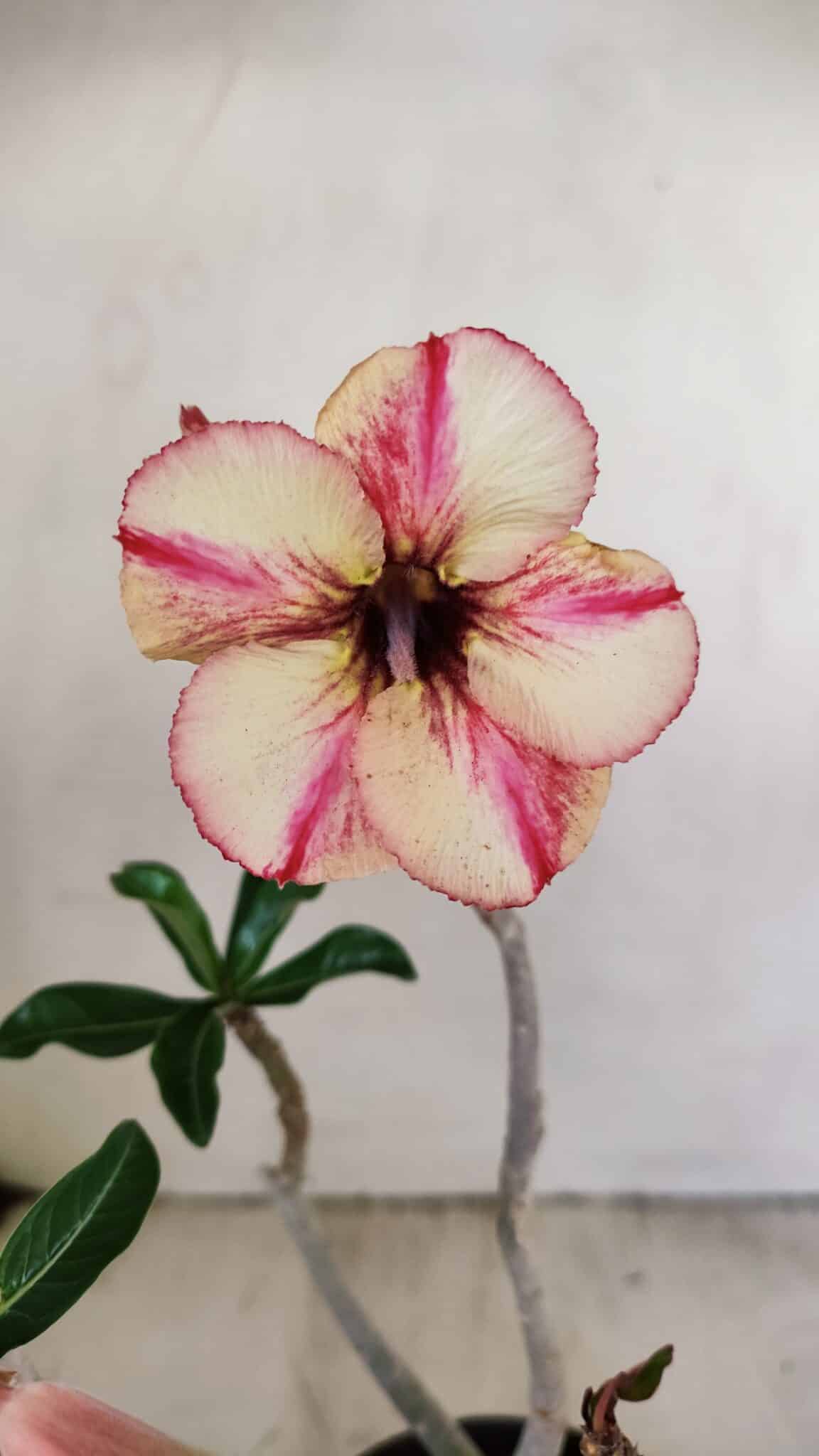 Planta Simples 3234 – 30cm – 02 anos - foto 3