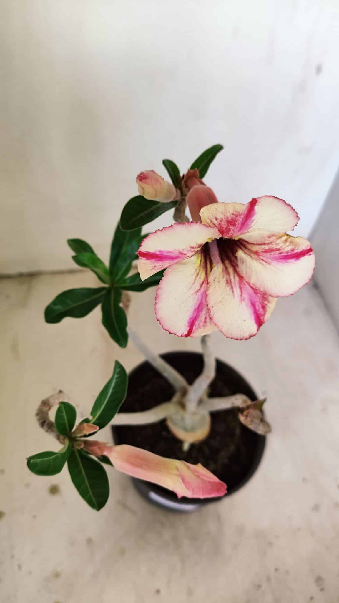 Planta Simples 3234 – 30cm – 02 anos - foto 4