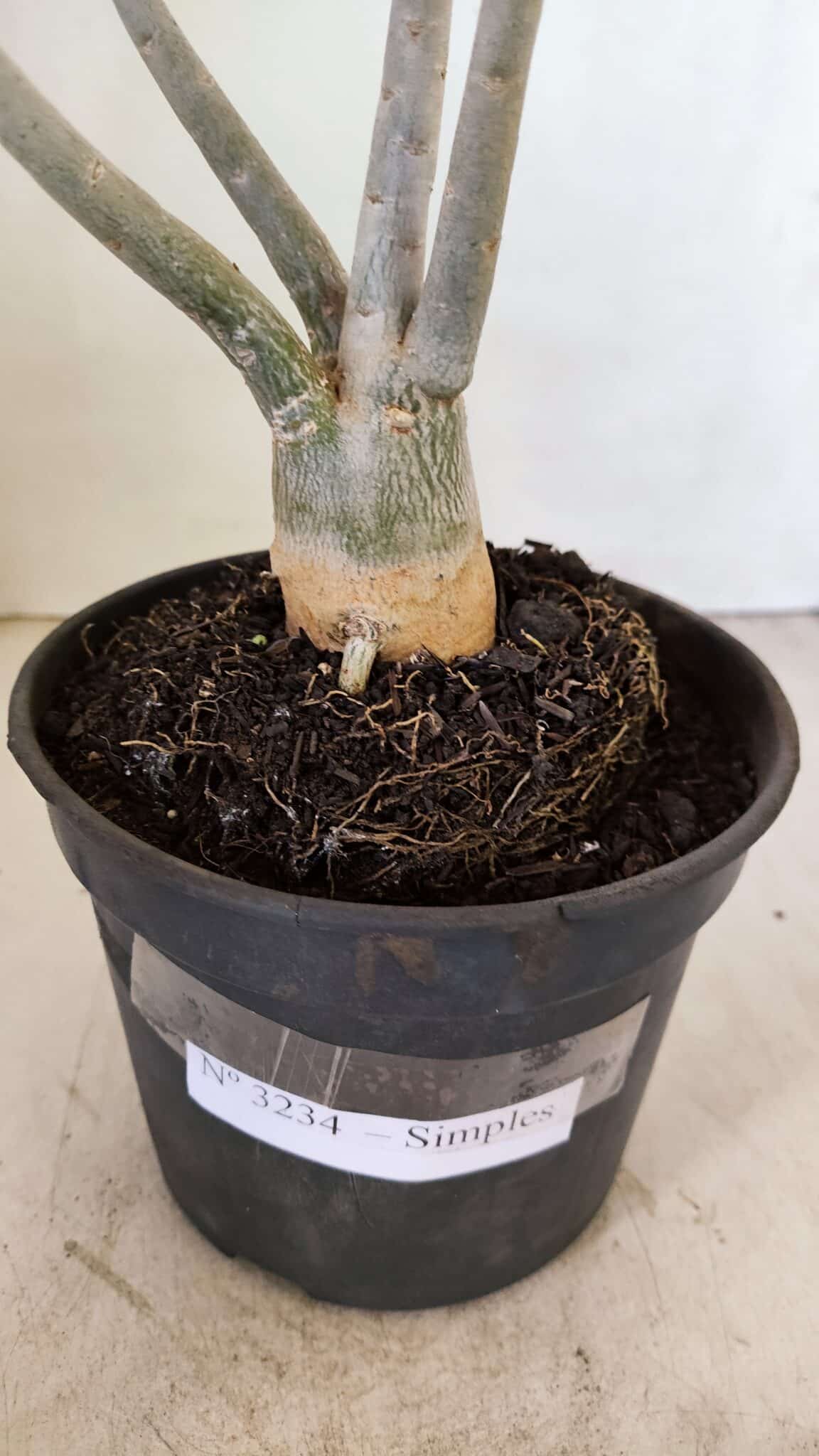 Planta Simples 3234 – 30cm – 02 anos - foto 6