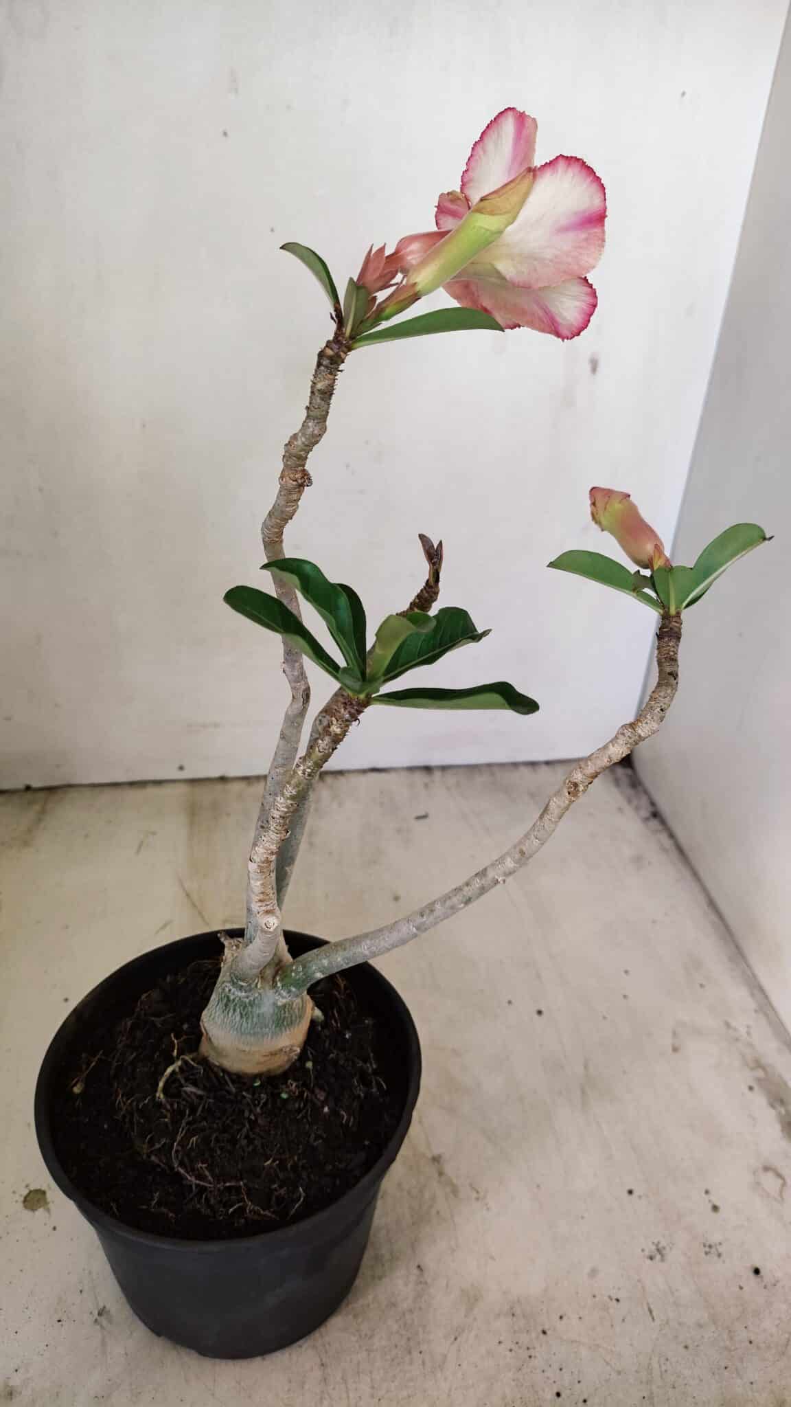 Planta Simples 3234 – 30cm – 02 anos - foto 5