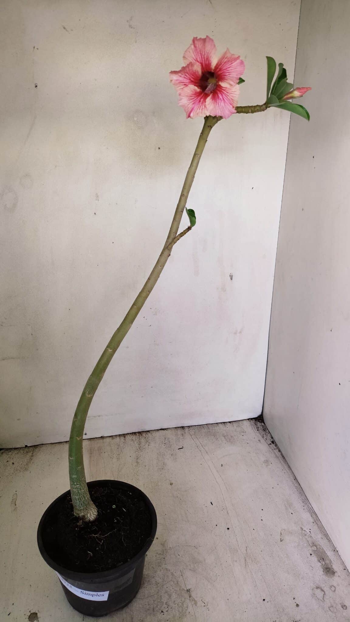 Planta Simples 3235 – 35cm – 03 anos - foto 2