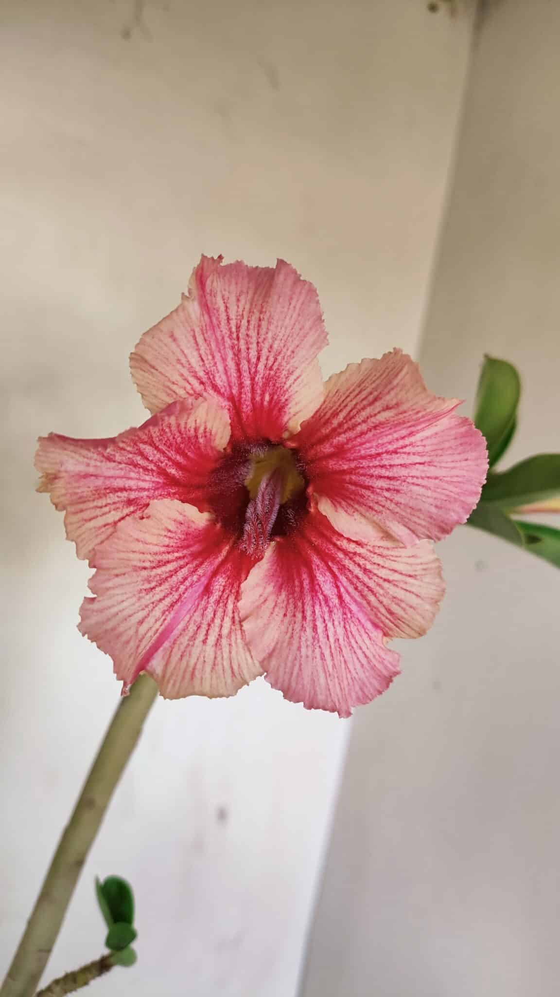 Planta Simples 3235 – 35cm – 03 anos - foto 3