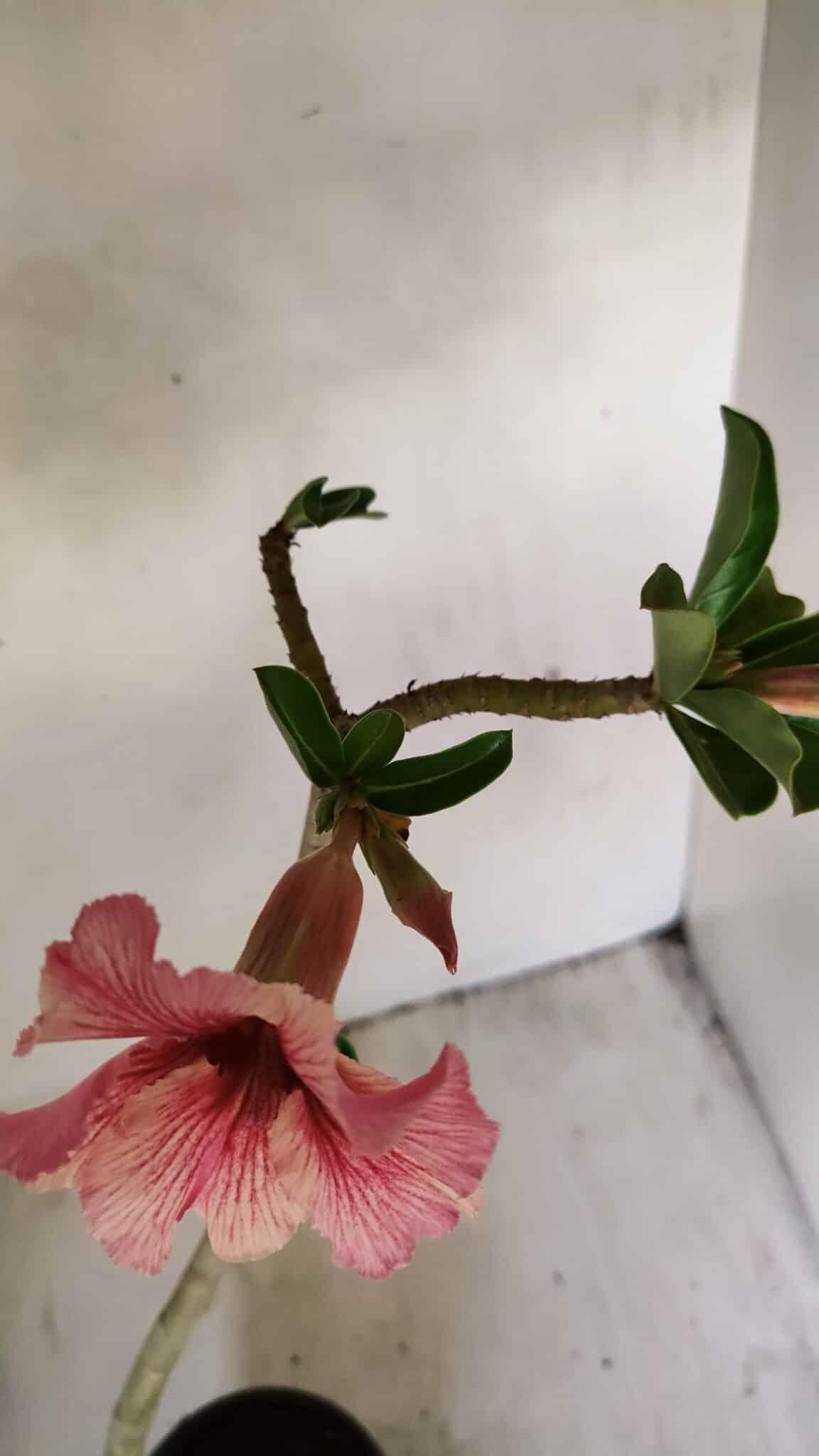 Planta Simples 3235 – 35cm – 03 anos - foto 4