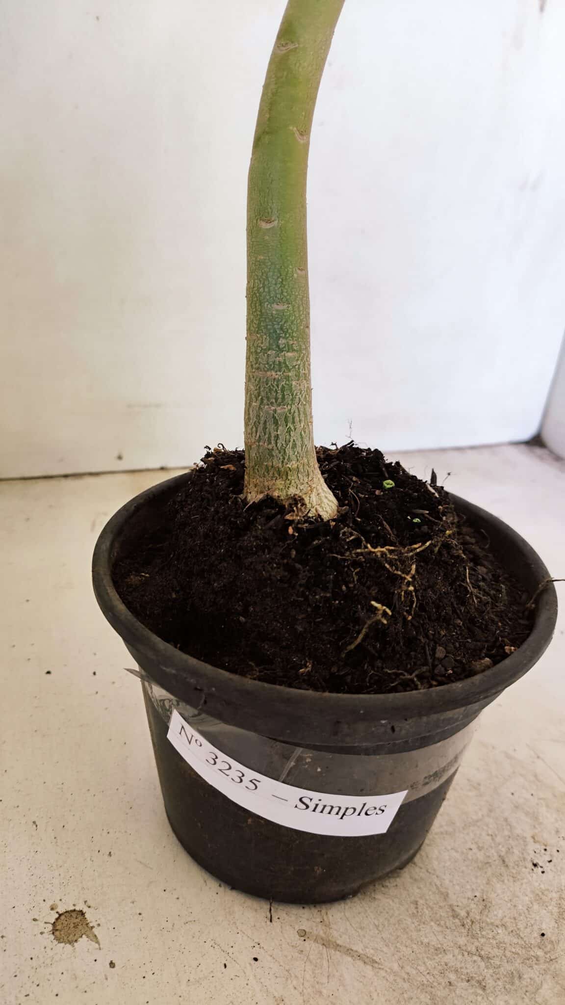 Planta Simples 3235 – 35cm – 03 anos - foto 6