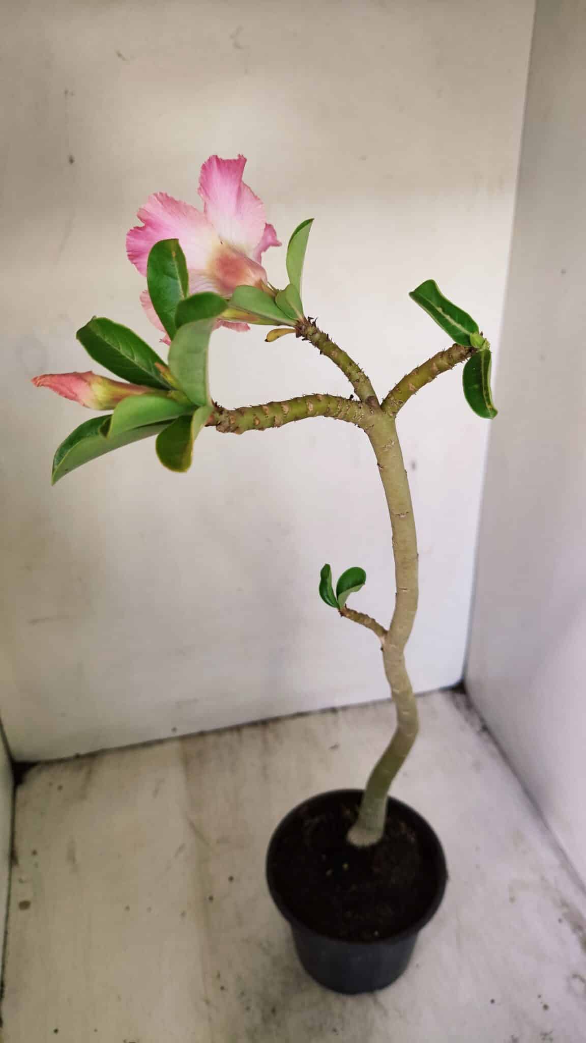 Planta Simples 3235 – 35cm – 03 anos - foto 5