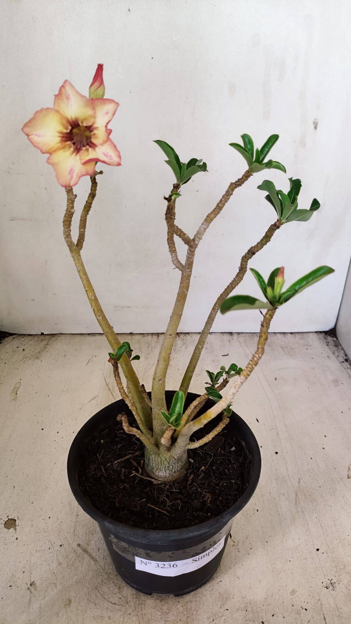 Planta Simples 3236 – 30cm – 02 anos - foto 2