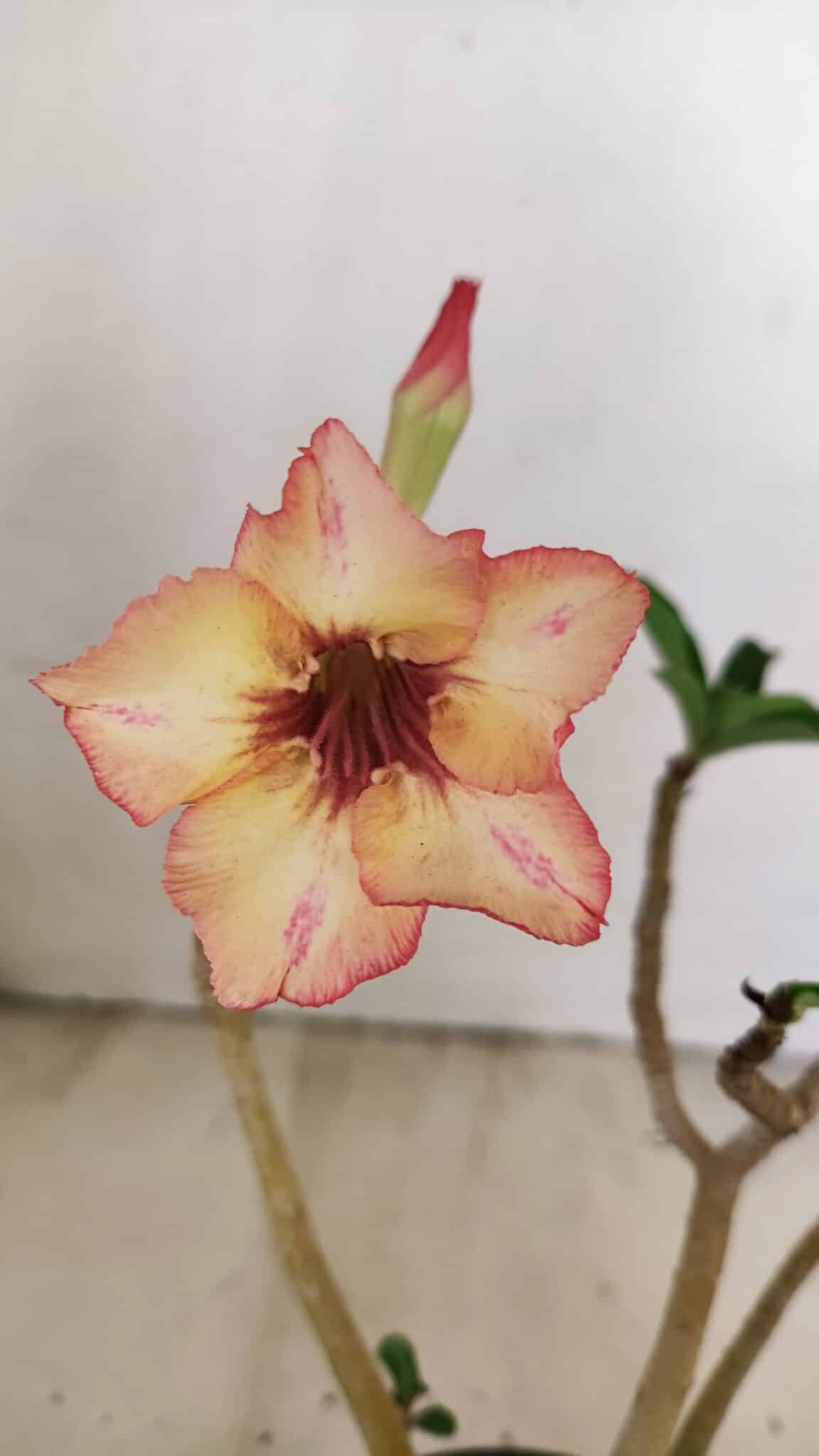 Planta Simples 3236 – 30cm – 02 anos - foto 3