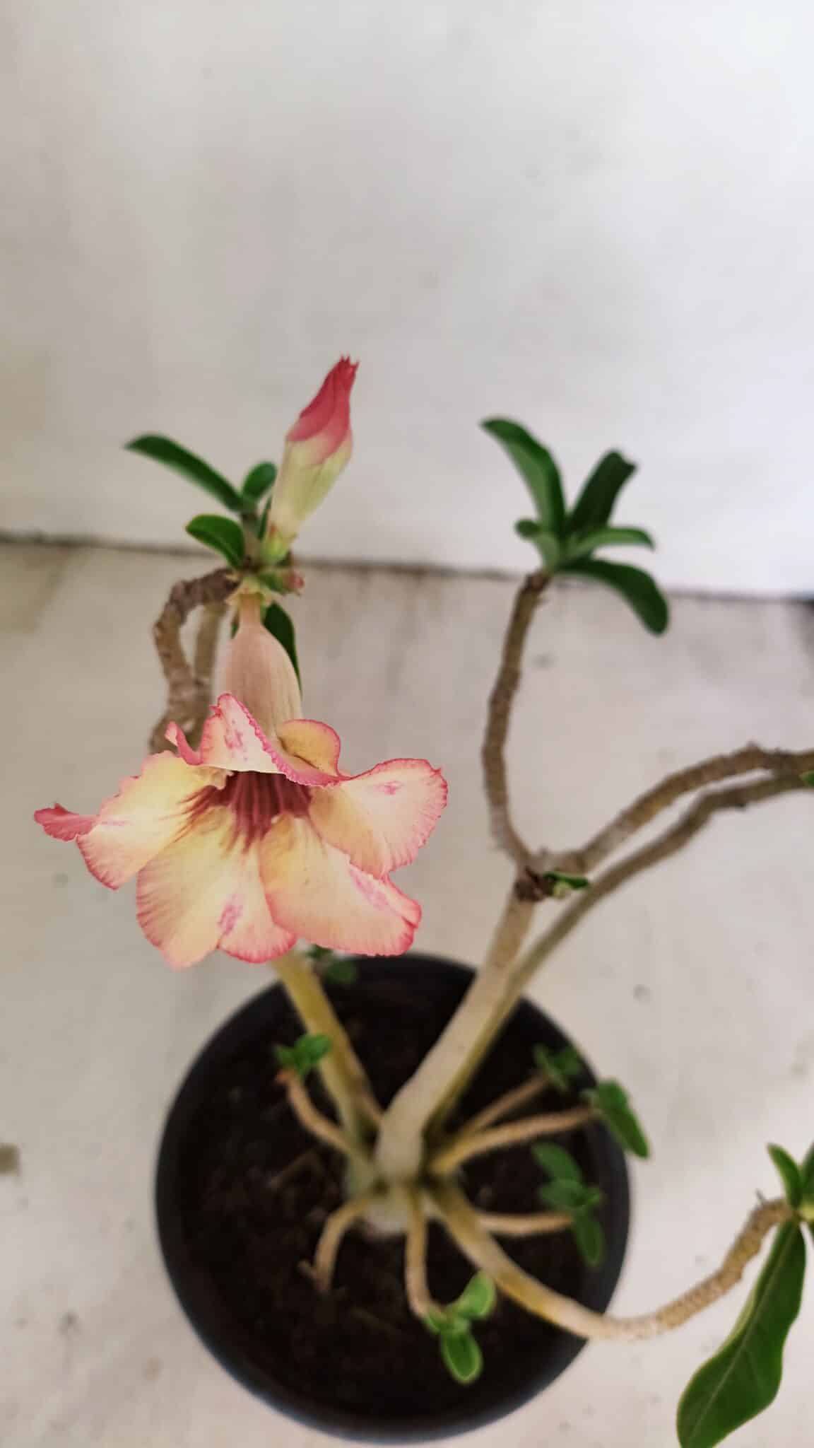 Planta Simples 3236 – 30cm – 02 anos - foto 4