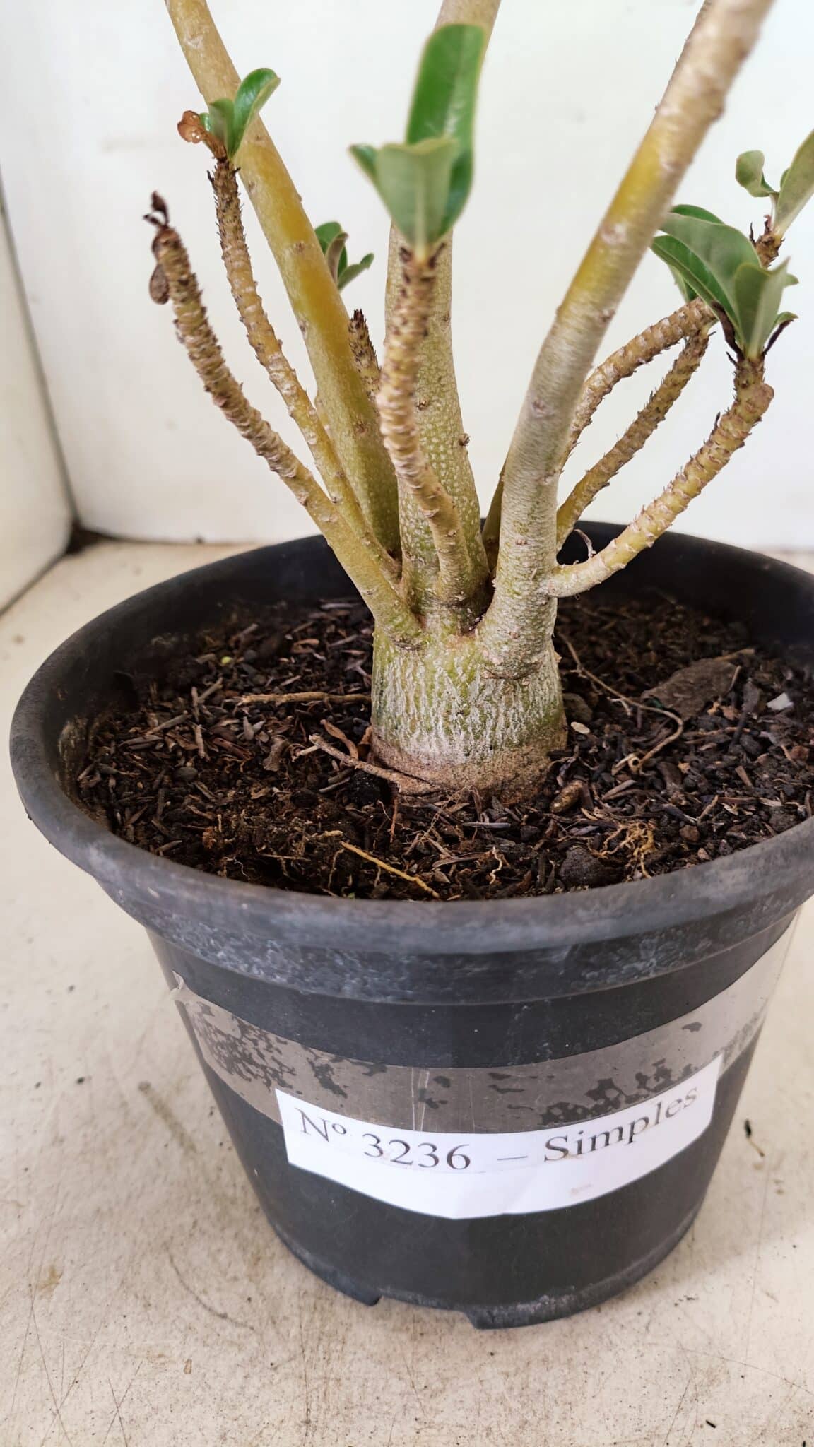 Planta Simples 3236 – 30cm – 02 anos - foto 7