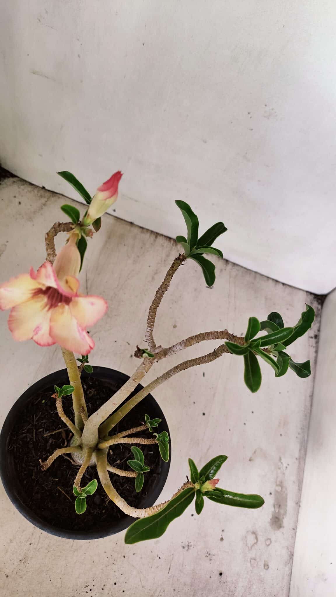 Planta Simples 3236 – 30cm – 02 anos - foto 6