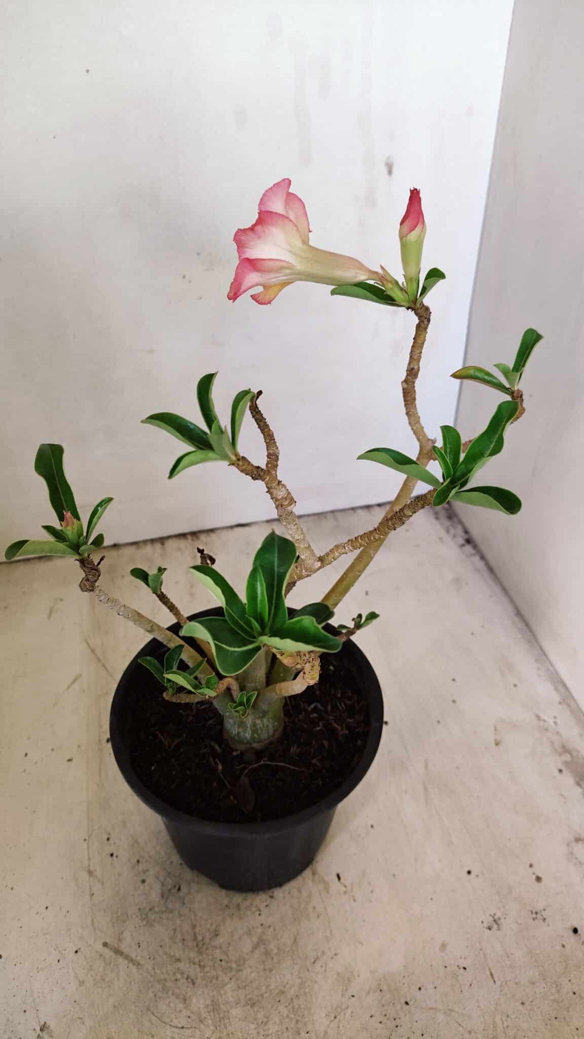 Planta Simples 3236 – 30cm – 02 anos - foto 5