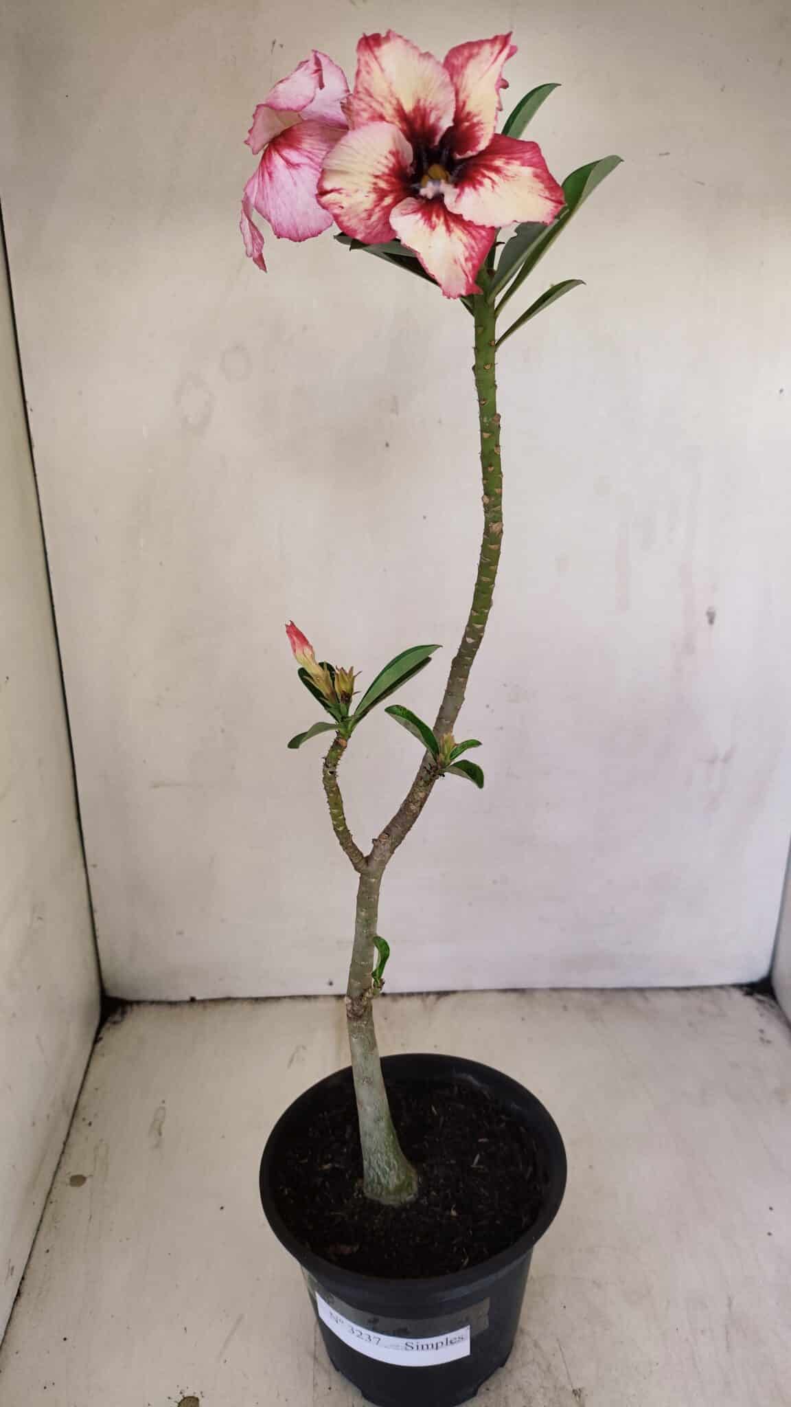Planta Simples 3237 – 30cm – 02 anos - foto 2