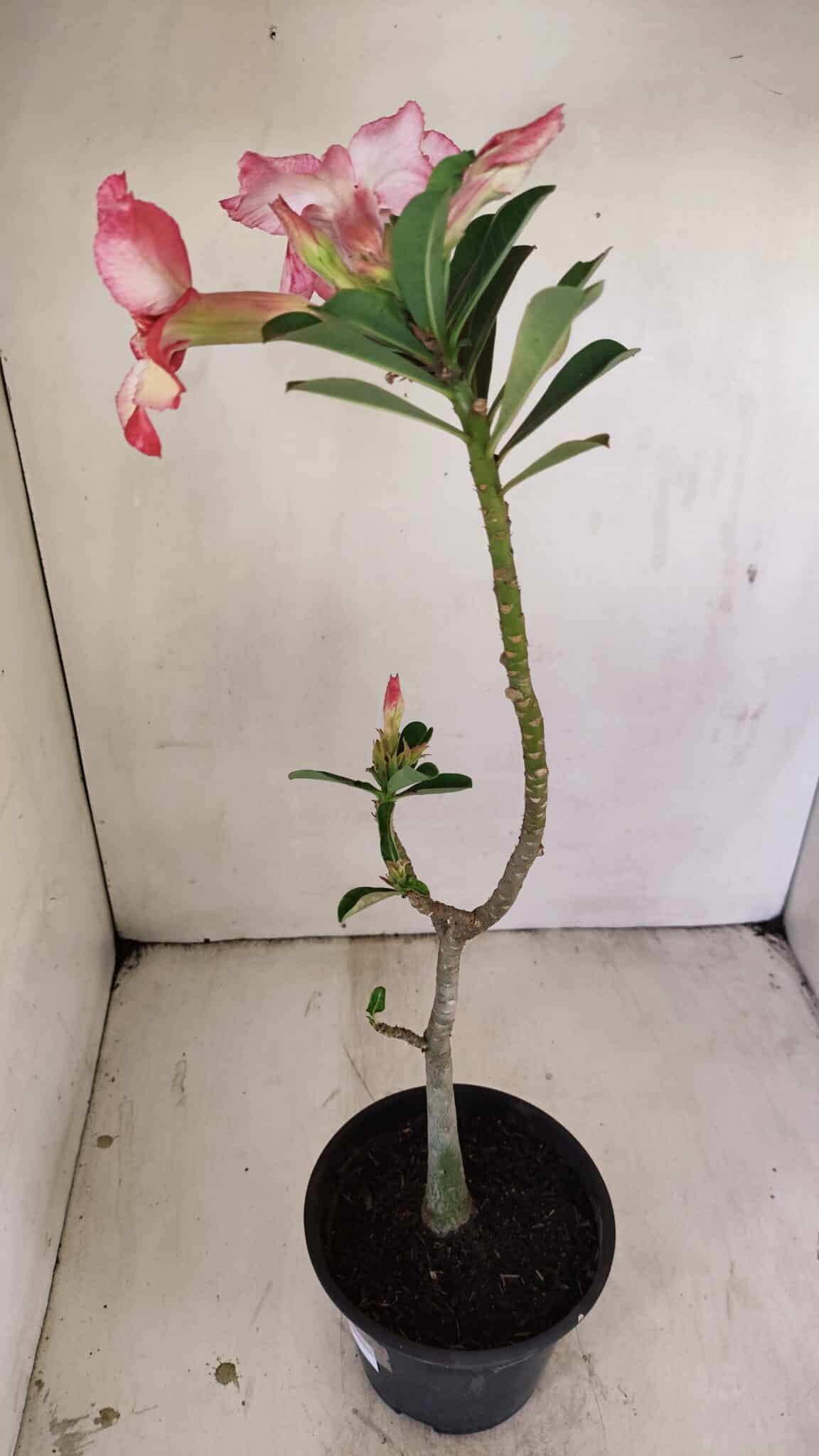 Planta Simples 3237 – 30cm – 02 anos - foto 7