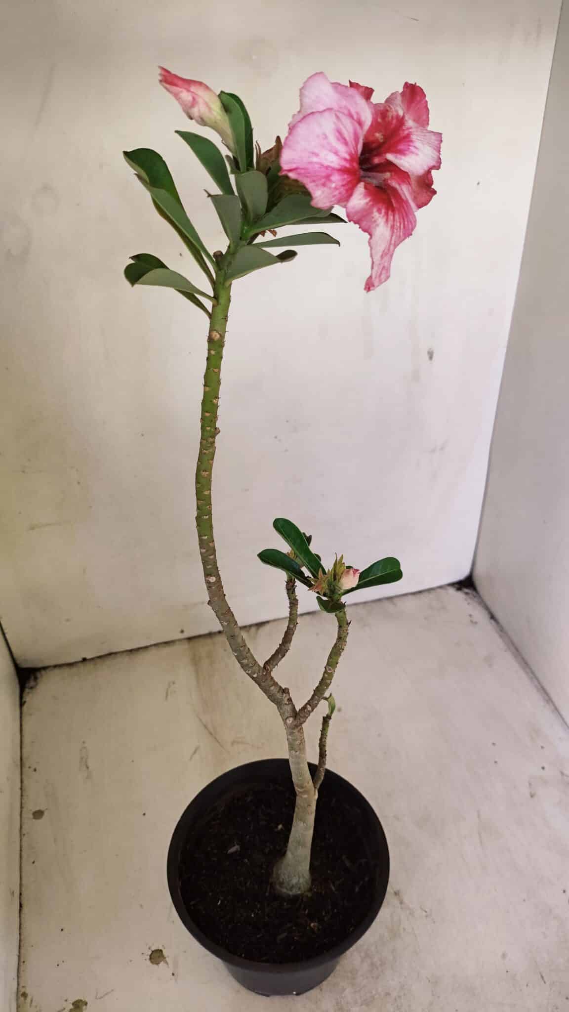 Planta Simples 3237 – 30cm – 02 anos - foto 6