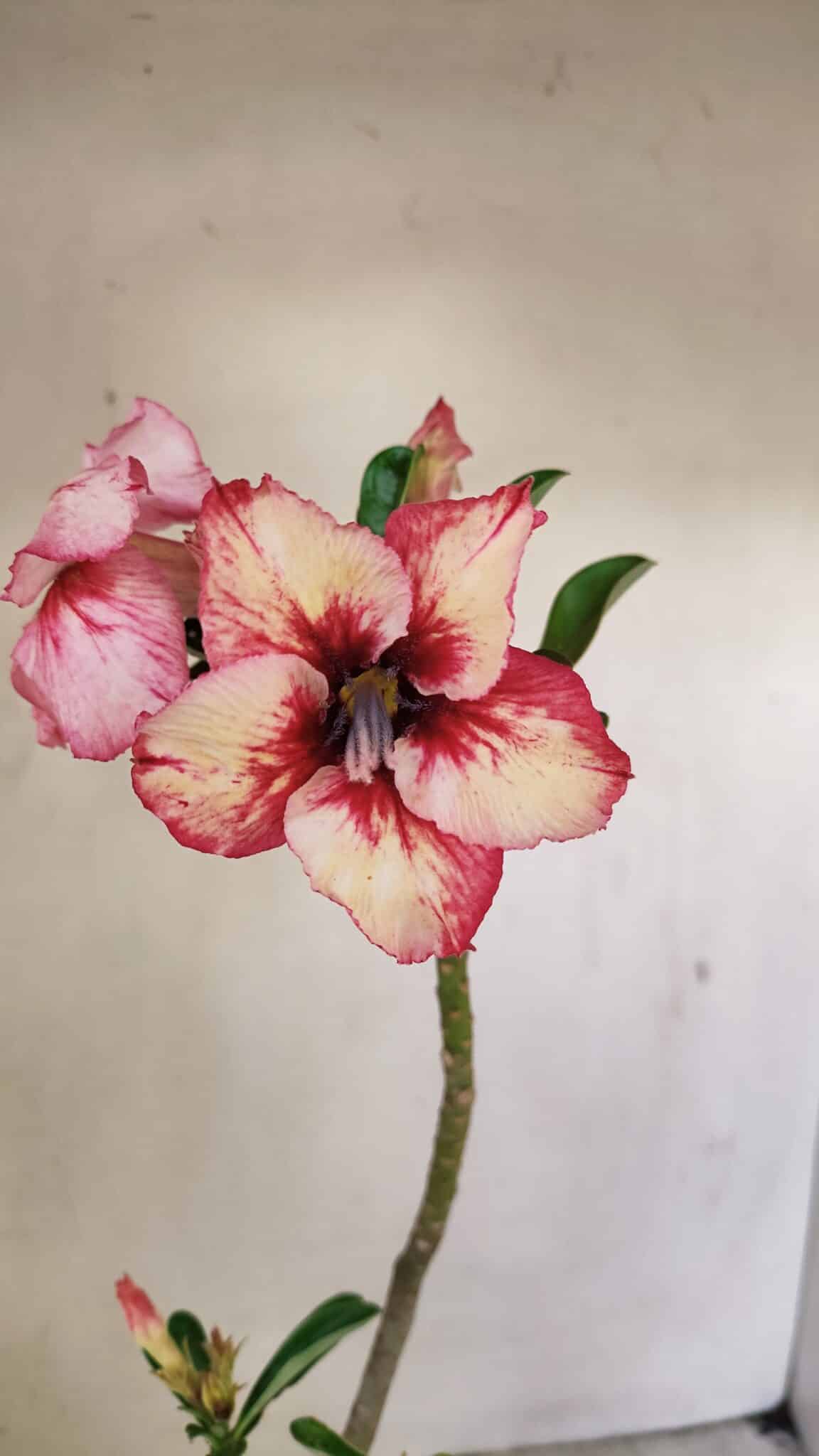 Planta Simples 3237 – 30cm – 02 anos - foto 3