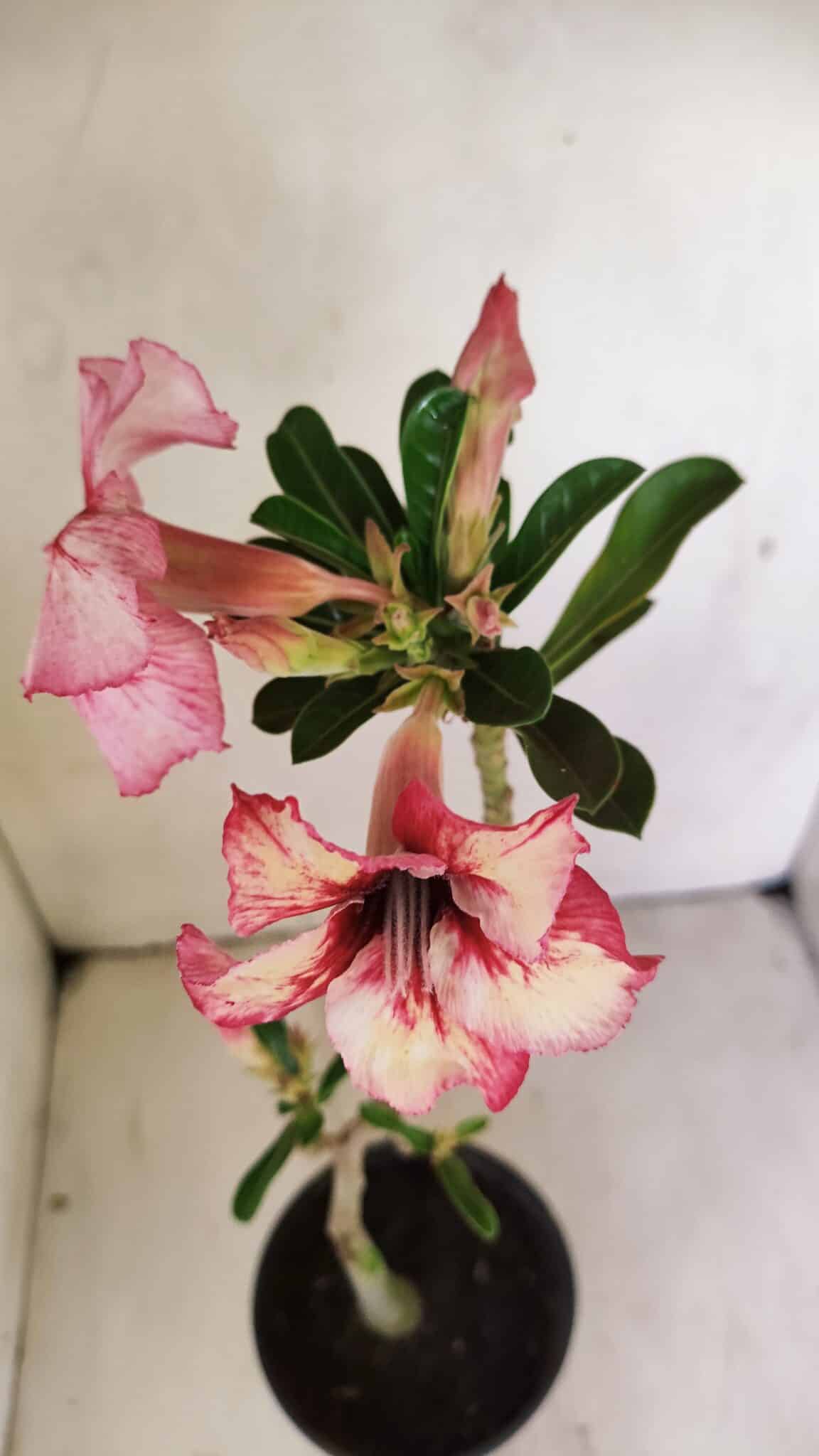 Planta Simples 3237 – 30cm – 02 anos - foto 4