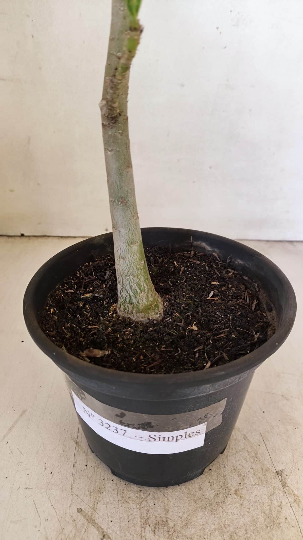 Planta Simples 3237 – 30cm – 02 anos - foto 5