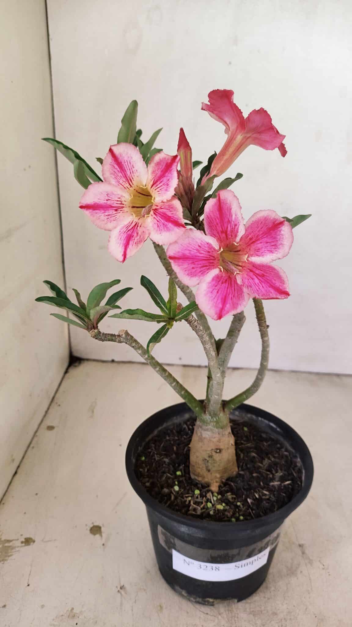 Planta Simples 3238 – 30cm – 02 anos - foto 2
