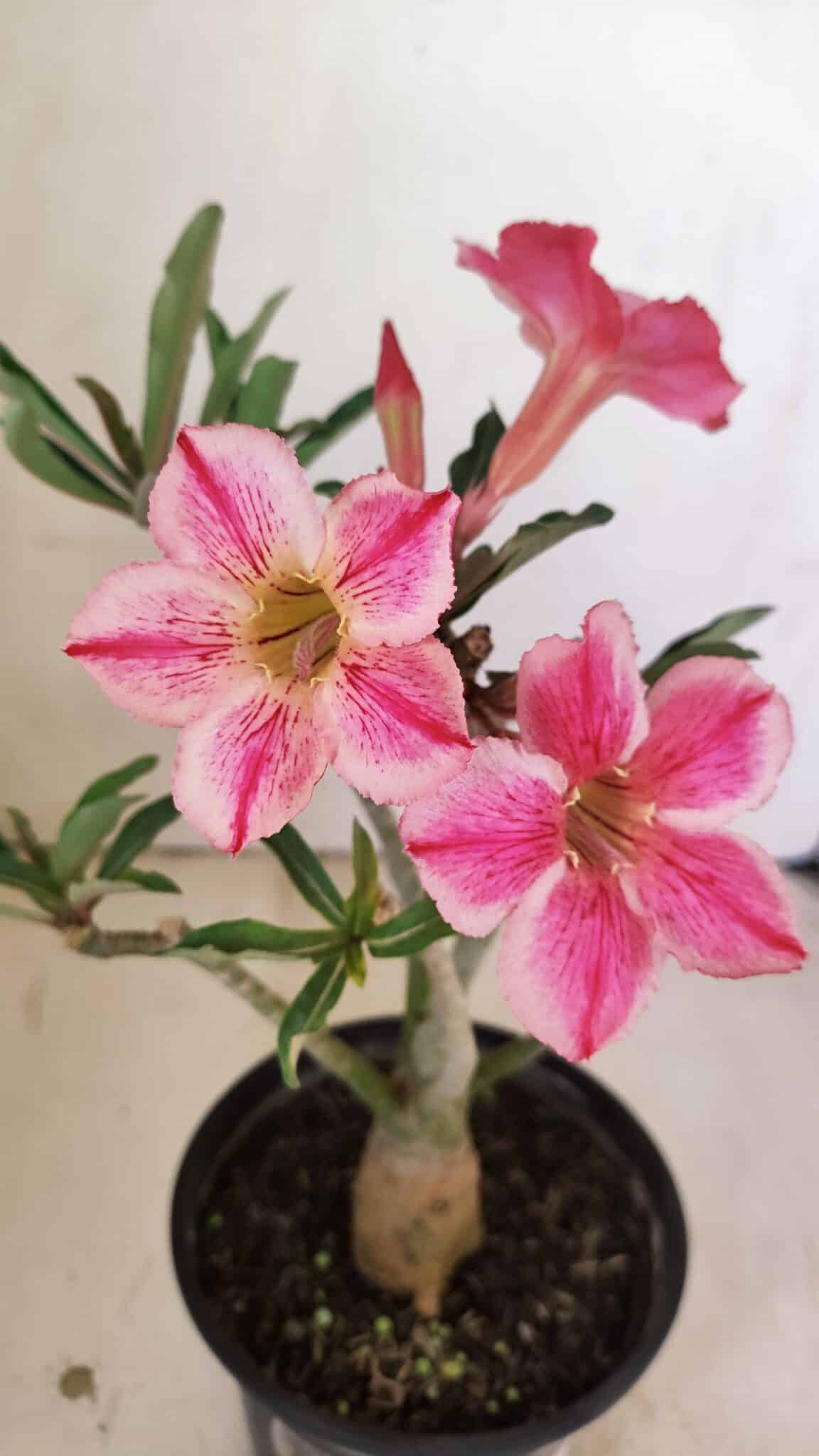 Planta Simples 3238 – 30cm – 02 anos - foto 3