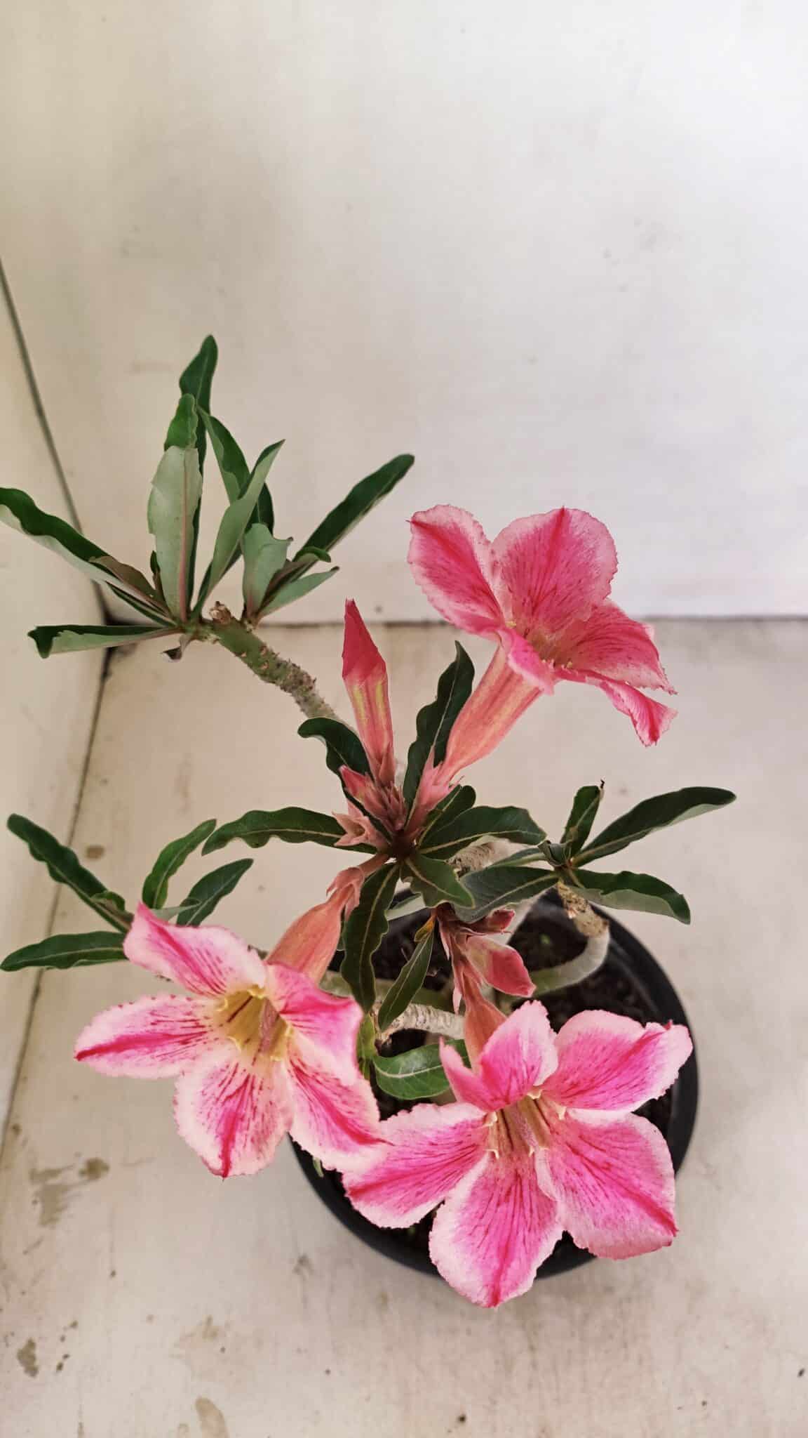 Planta Simples 3238 – 30cm – 02 anos - foto 4