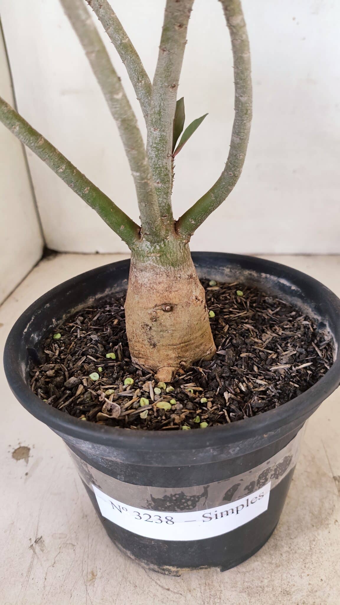 Planta Simples 3238 – 30cm – 02 anos - foto 6