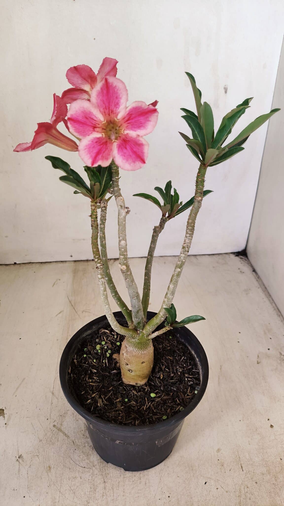 Planta Simples 3238 – 30cm – 02 anos - foto 5