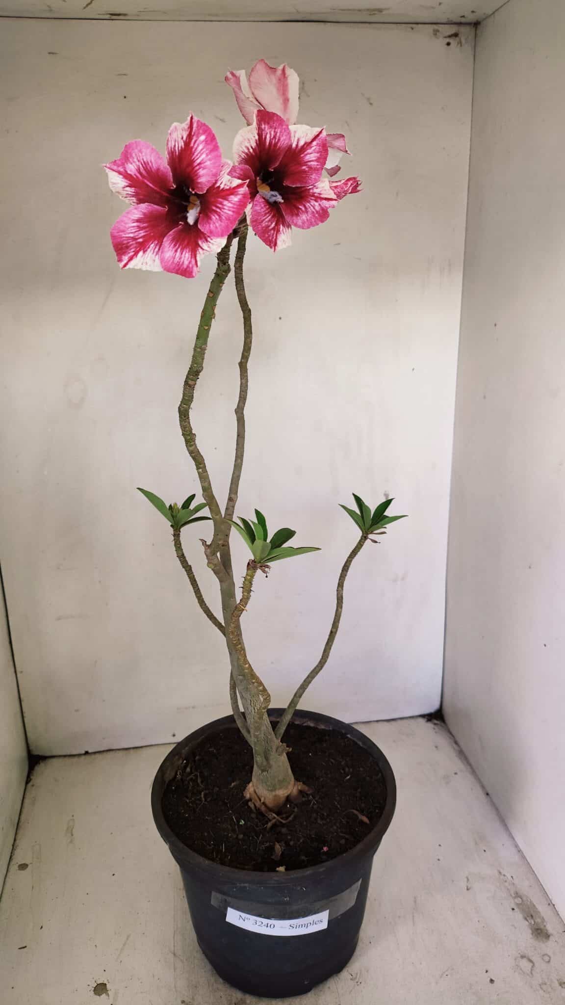 Planta Simples 3240 – 40cm – 03 anos - foto 2