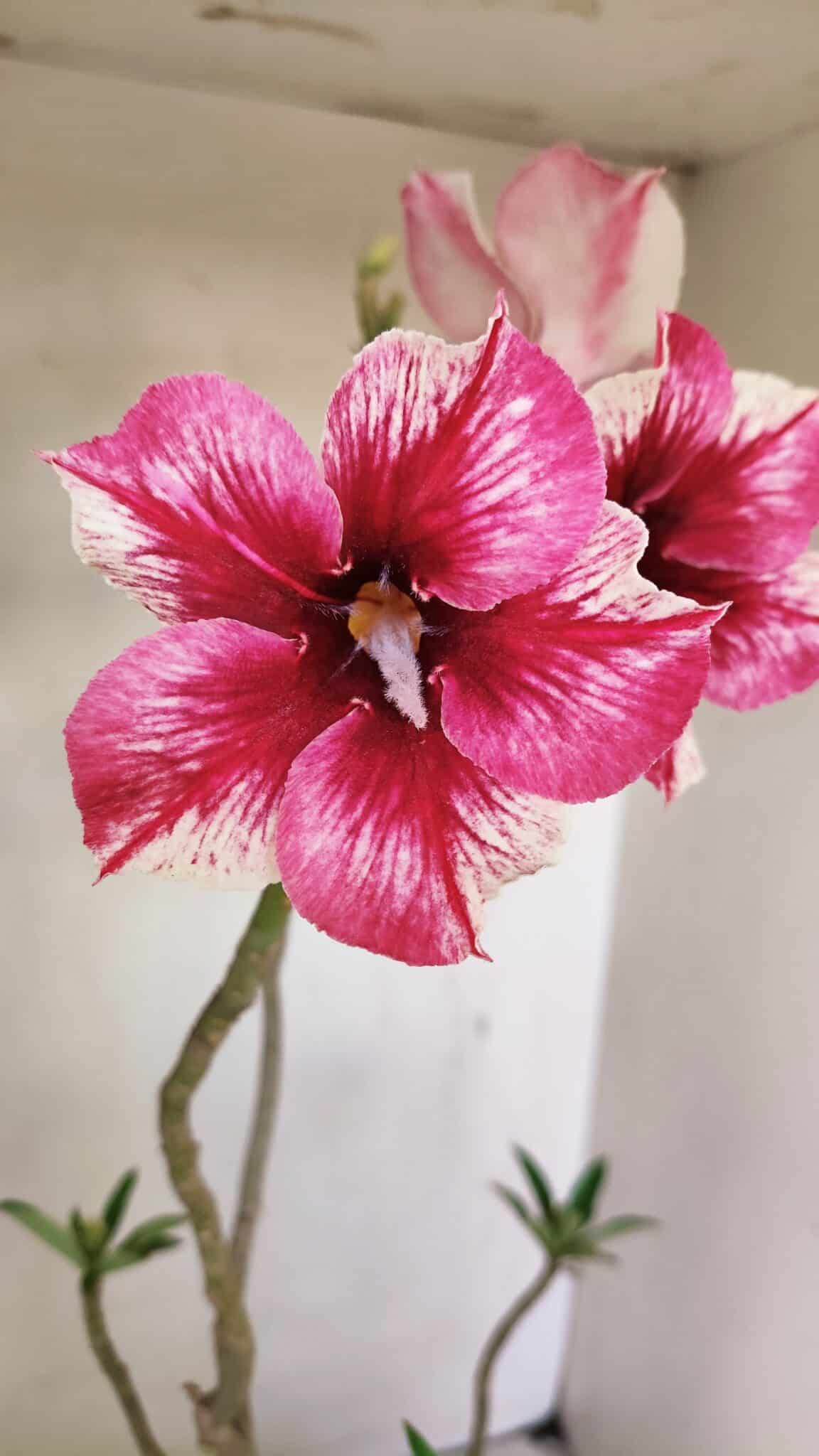 Planta Simples 3240 – 40cm – 03 anos - foto 4