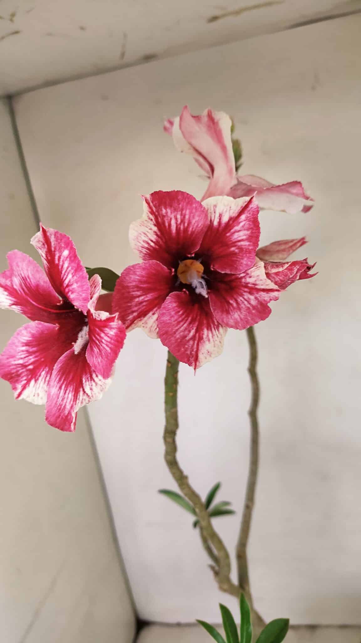 Planta Simples 3240 – 40cm – 03 anos - foto 3