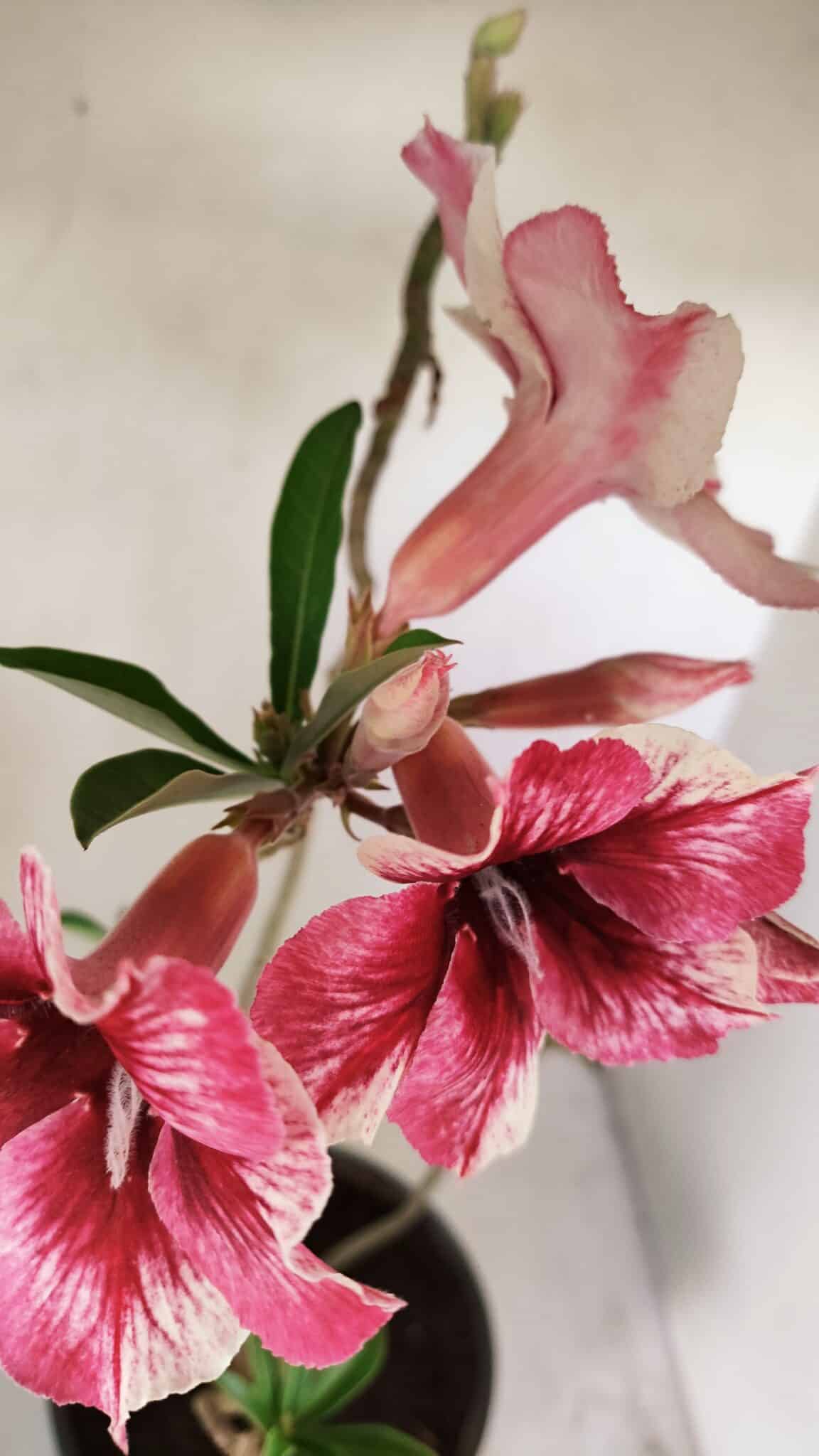 Planta Simples 3240 – 40cm – 03 anos - foto 5