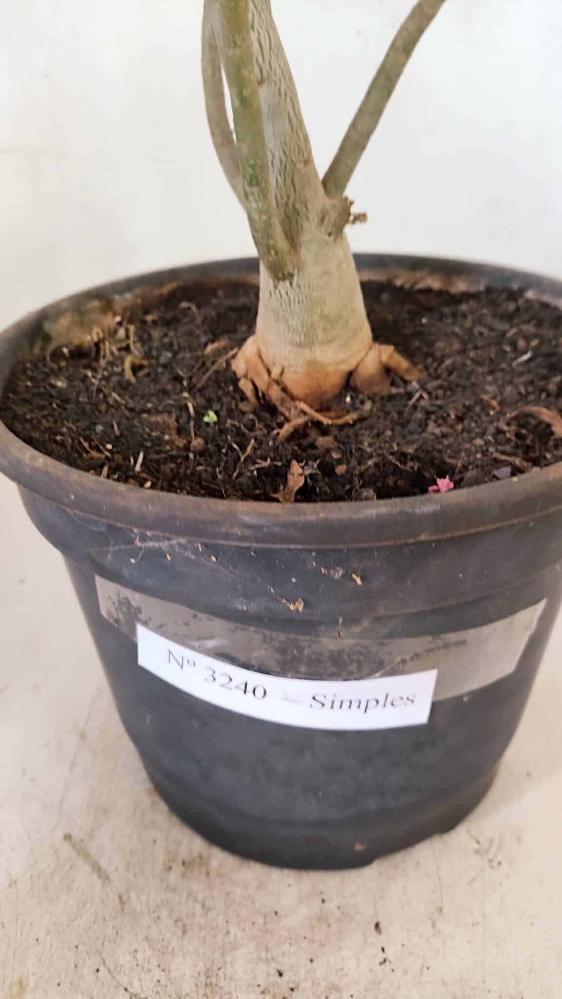 Planta Simples 3240 – 40cm – 03 anos - foto 8