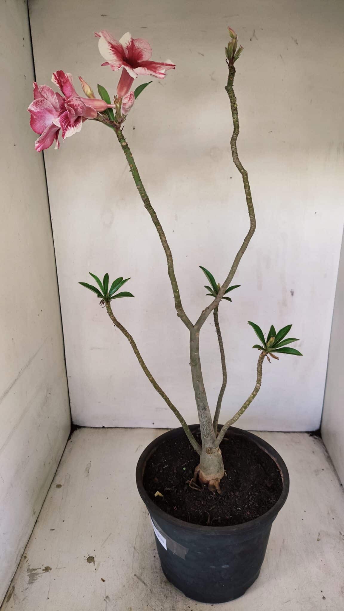 Planta Simples 3240 – 40cm – 03 anos - foto 7
