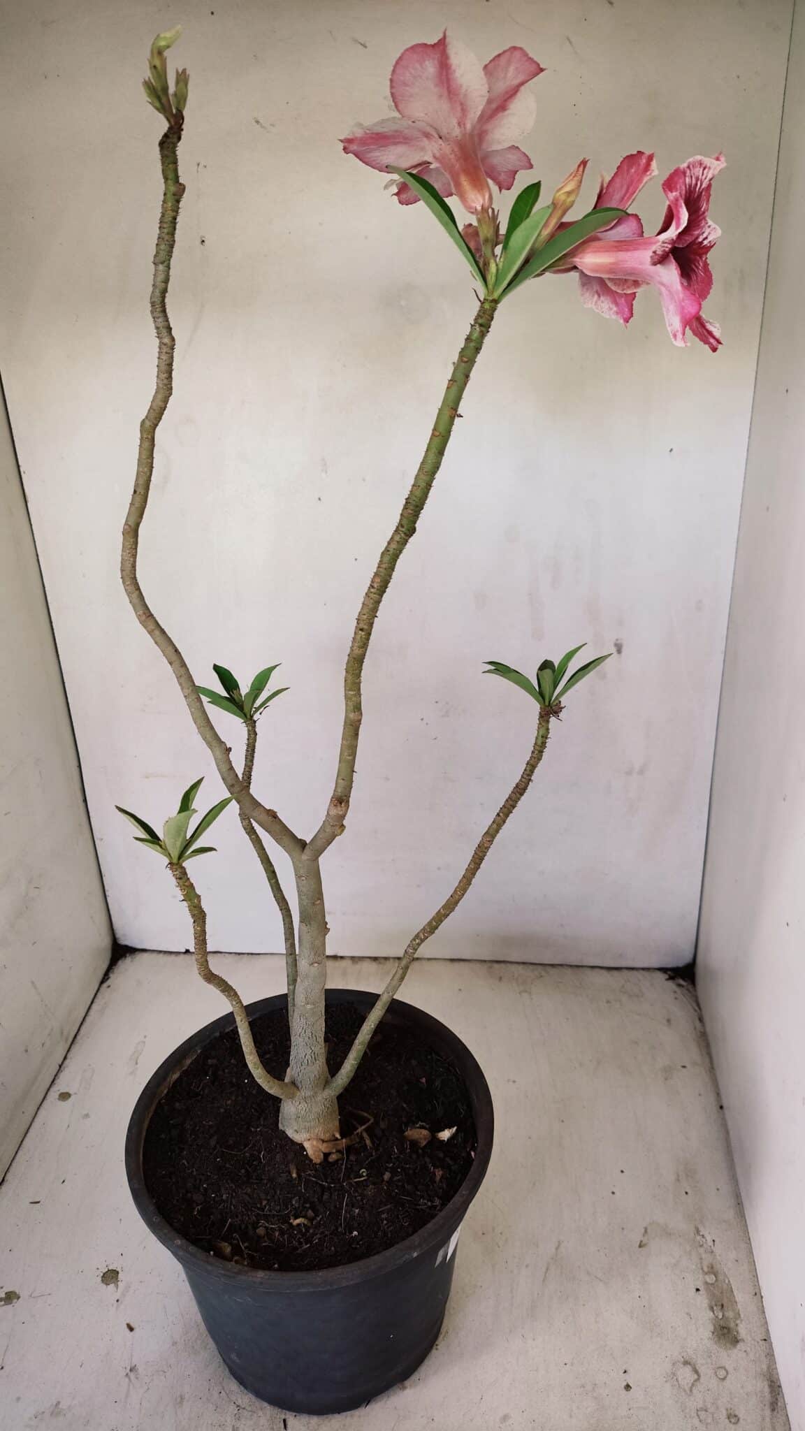 Planta Simples 3240 – 40cm – 03 anos - foto 6