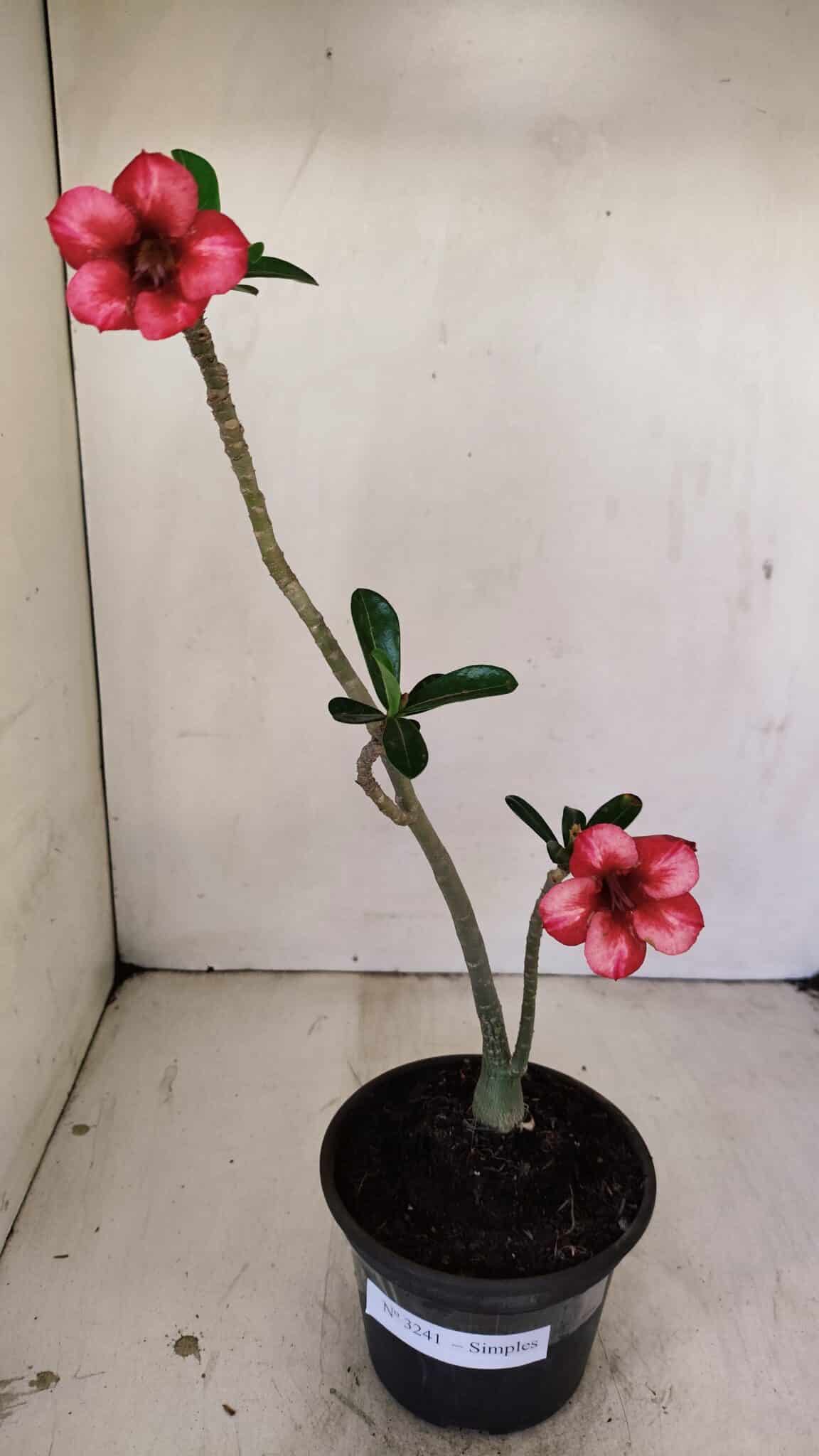 Planta Simples 3241 – 30cm – 02 anos - foto 2