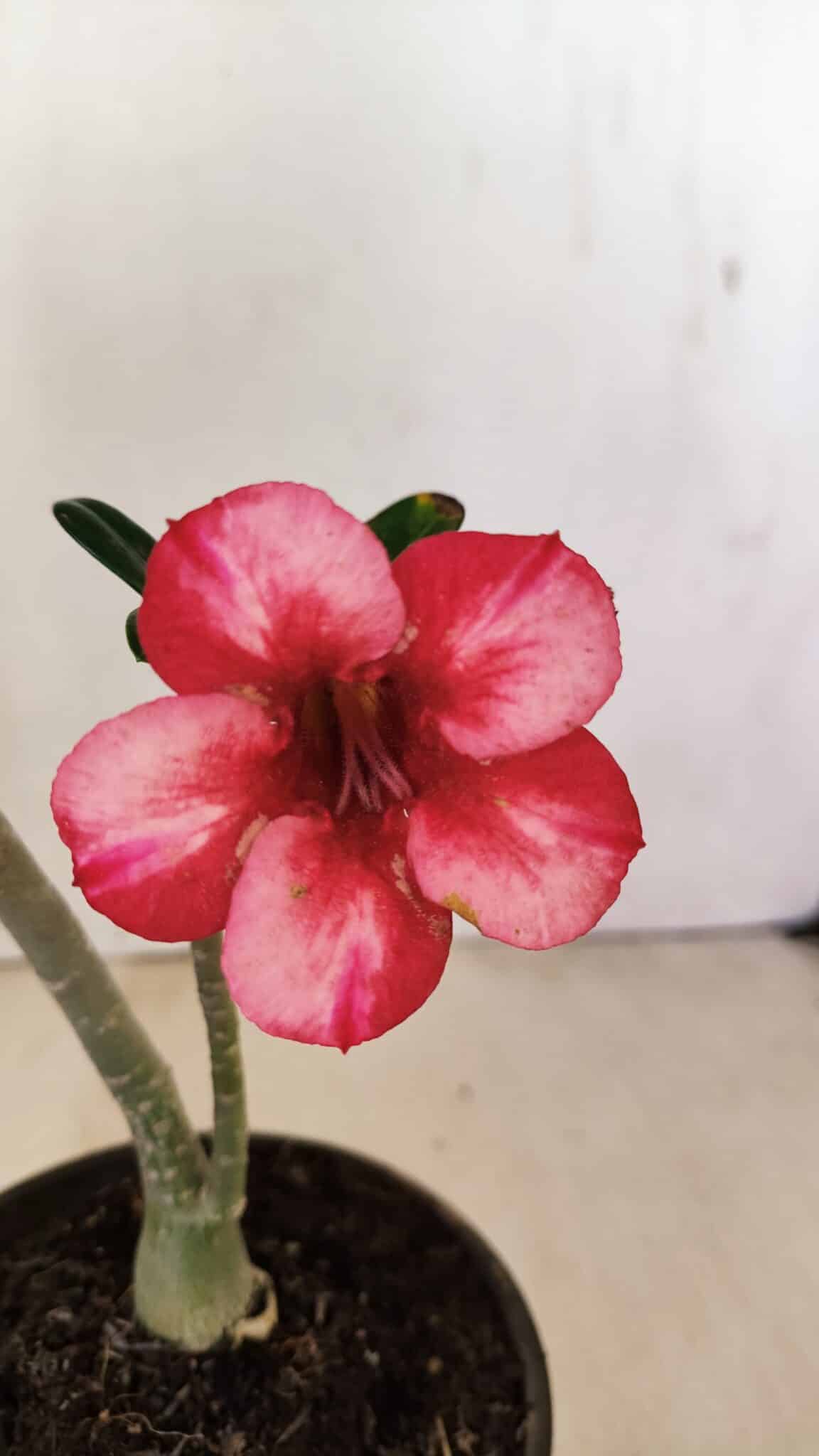 Planta Simples 3241 – 30cm – 02 anos - foto 4
