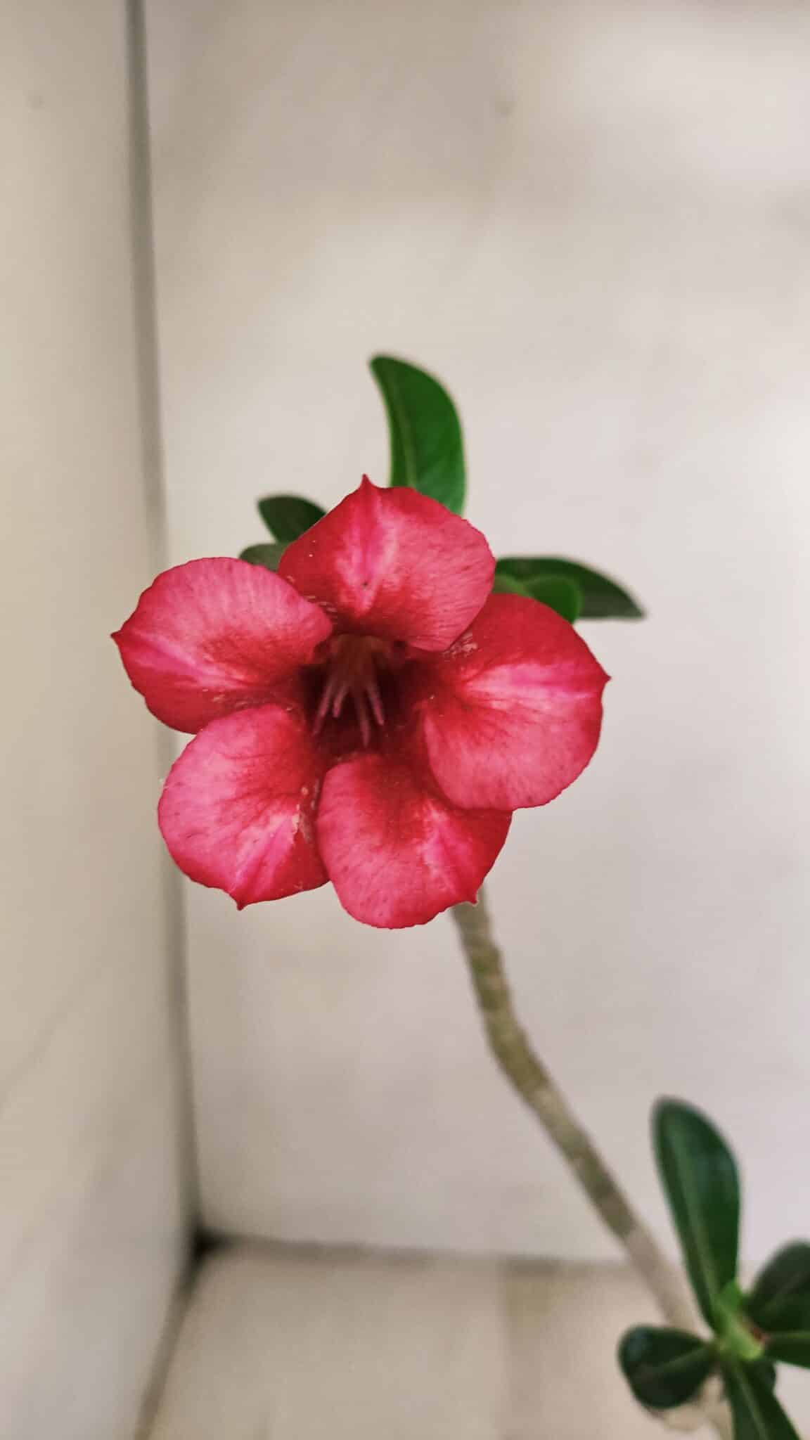 Planta Simples 3241 – 30cm – 02 anos - foto 3