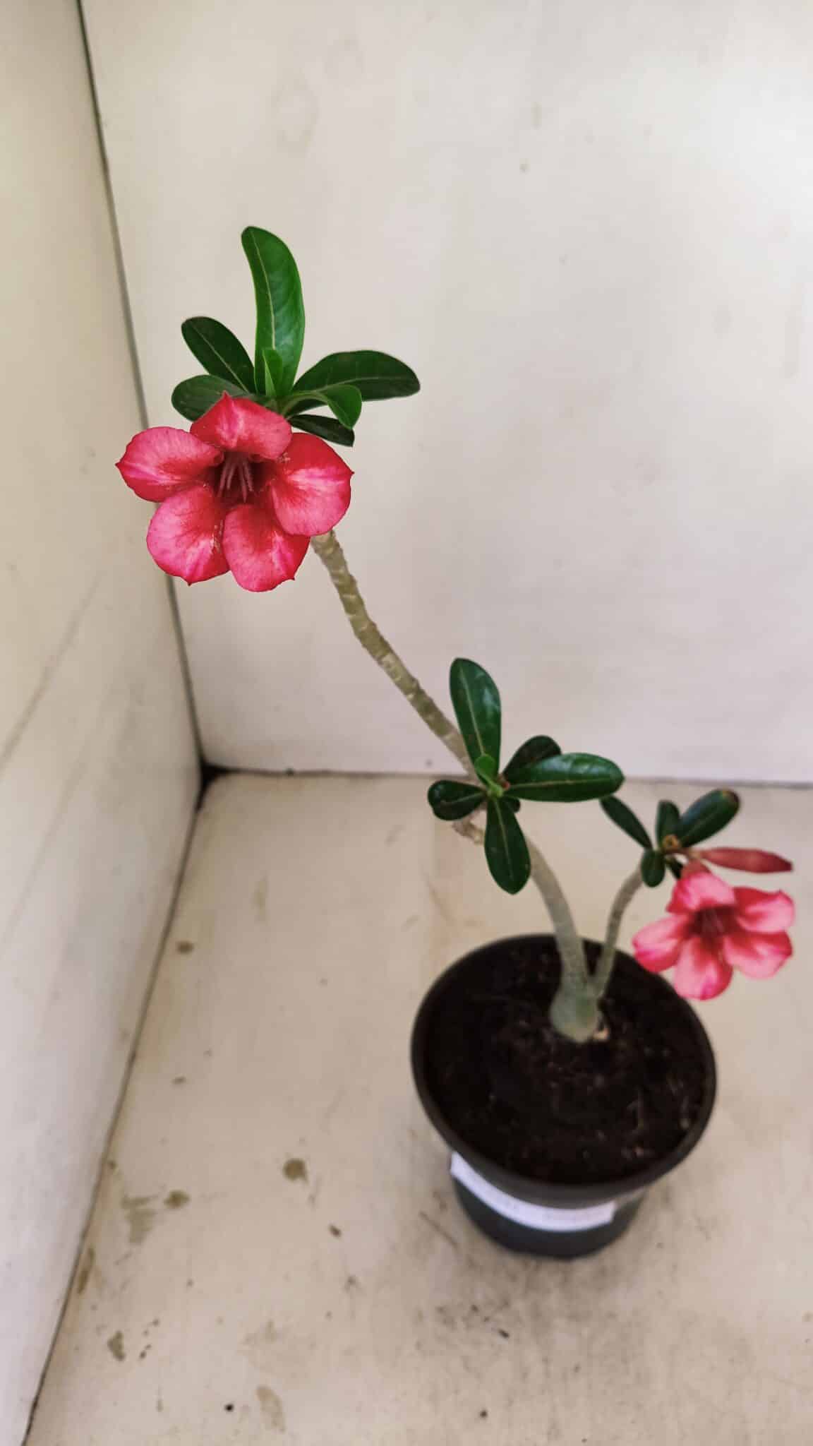 Planta Simples 3241 – 30cm – 02 anos - foto 6