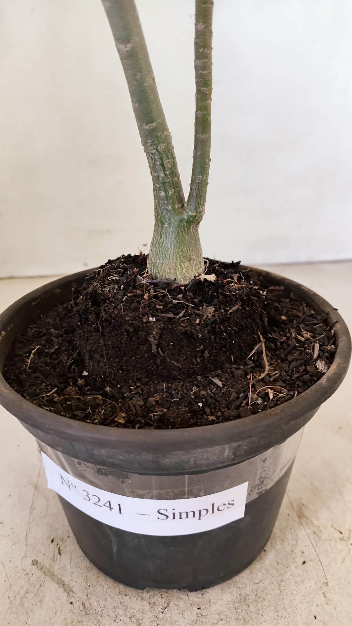 Planta Simples 3241 – 30cm – 02 anos - foto 7