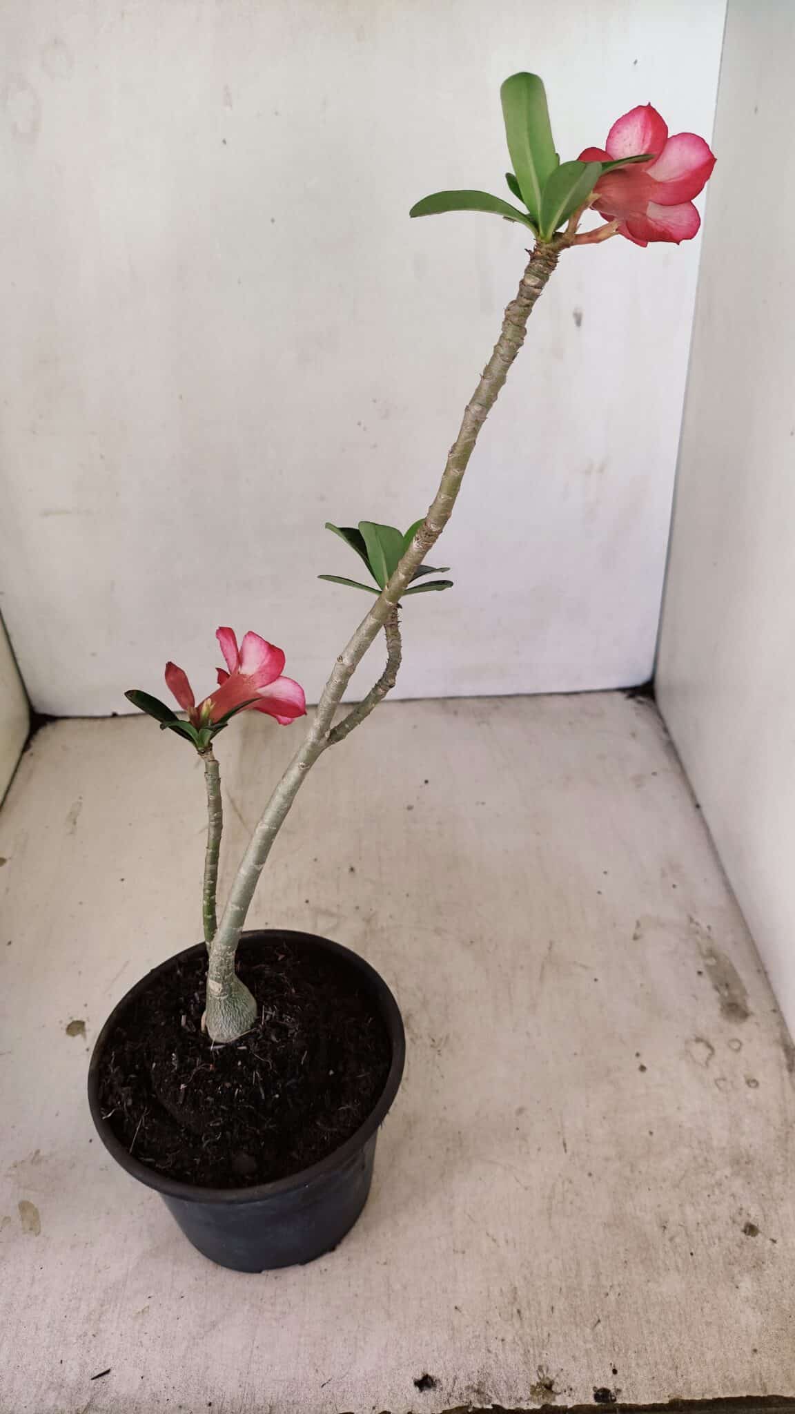 Planta Simples 3241 – 30cm – 02 anos - foto 5