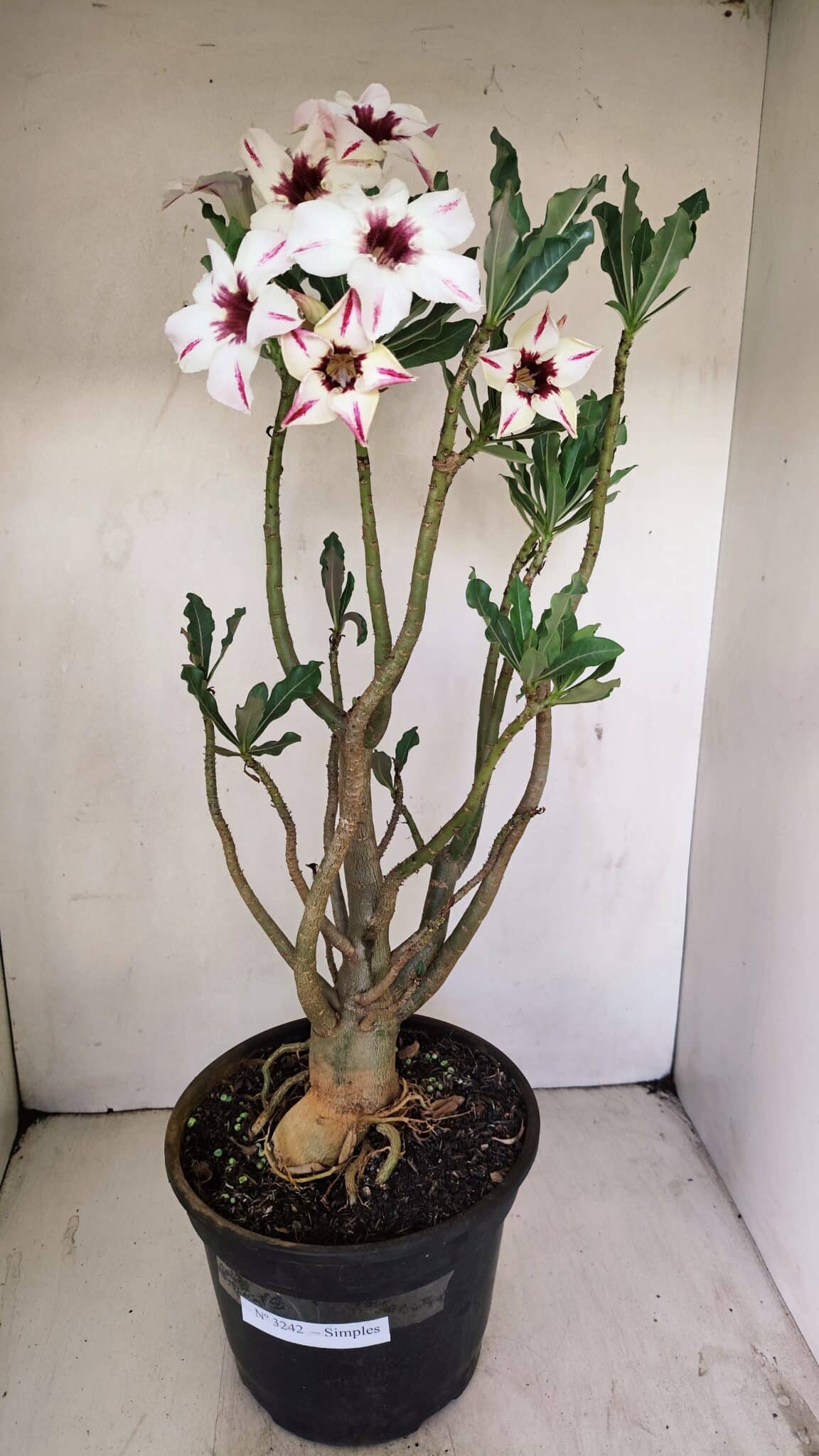 Planta Simples 3242 – 50cm – 04 anos - foto 2