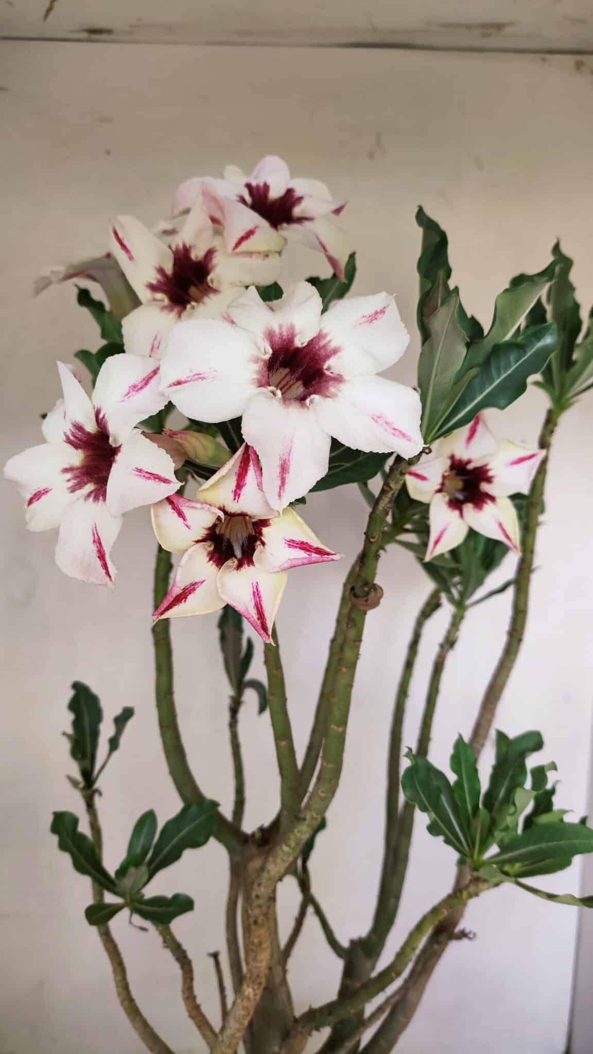 Planta Simples 3242 – 50cm – 04 anos - foto 5