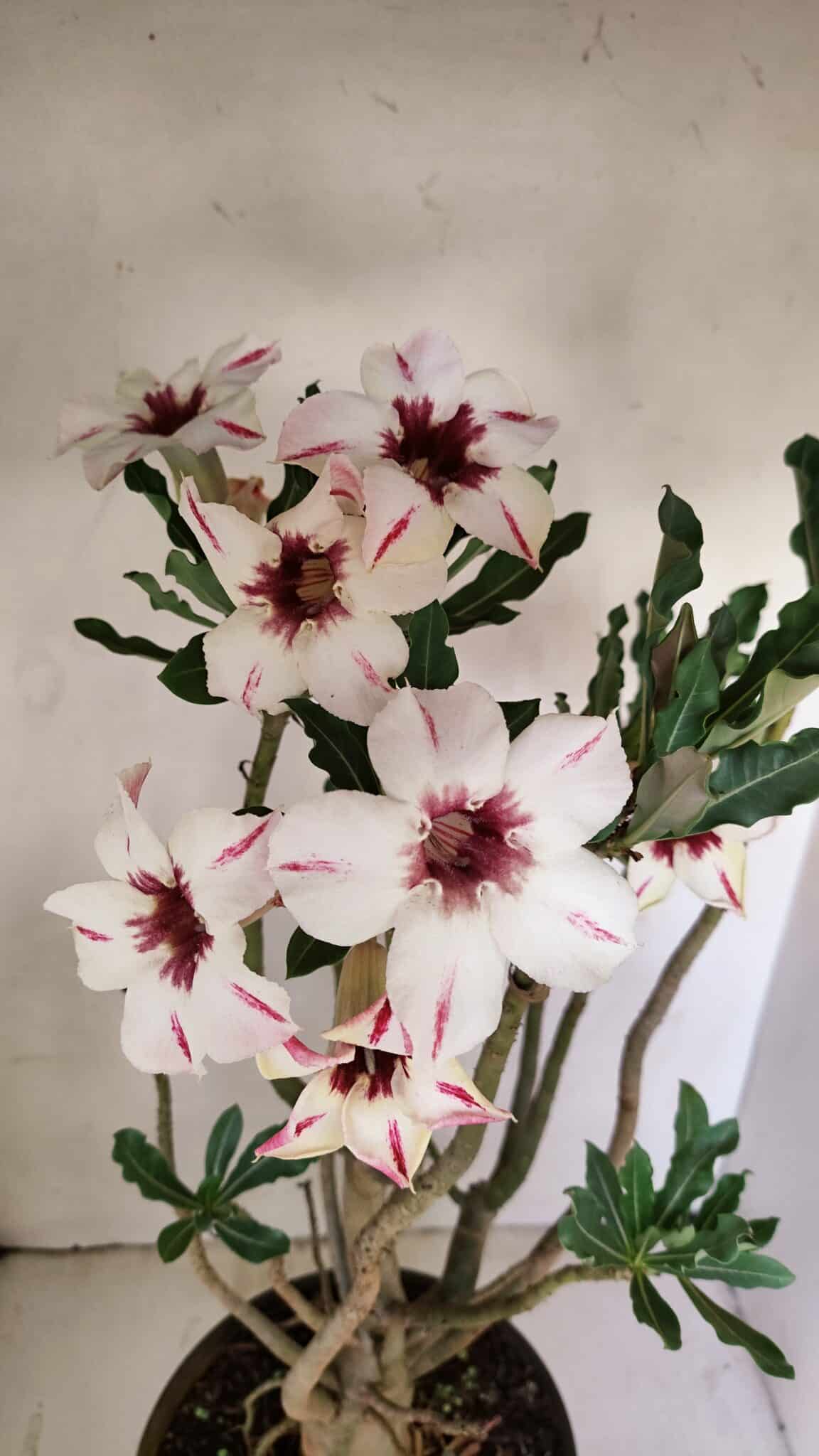 Planta Simples 3242 – 50cm – 04 anos - foto 3