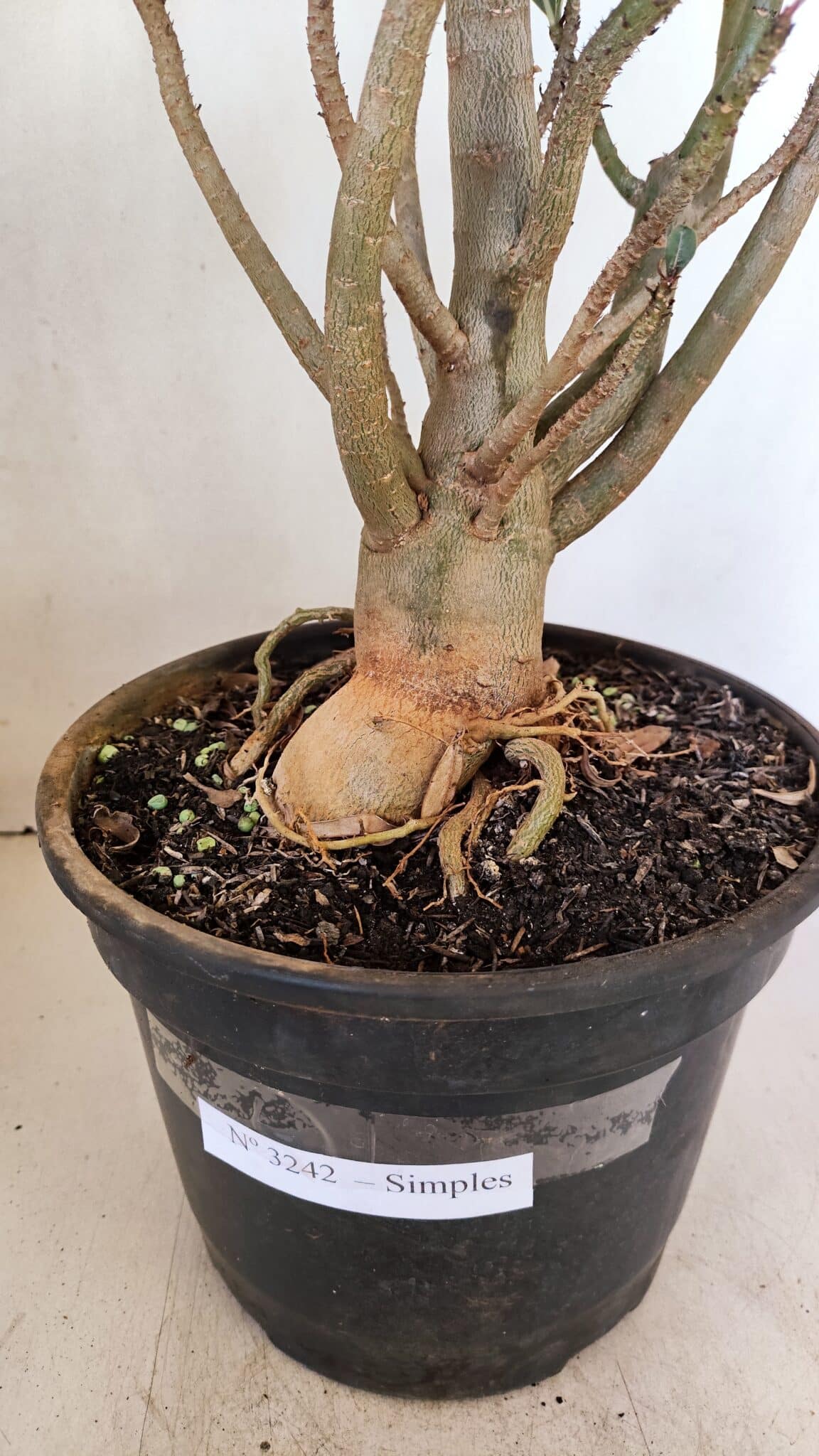 Planta Simples 3242 – 50cm – 04 anos - foto 8