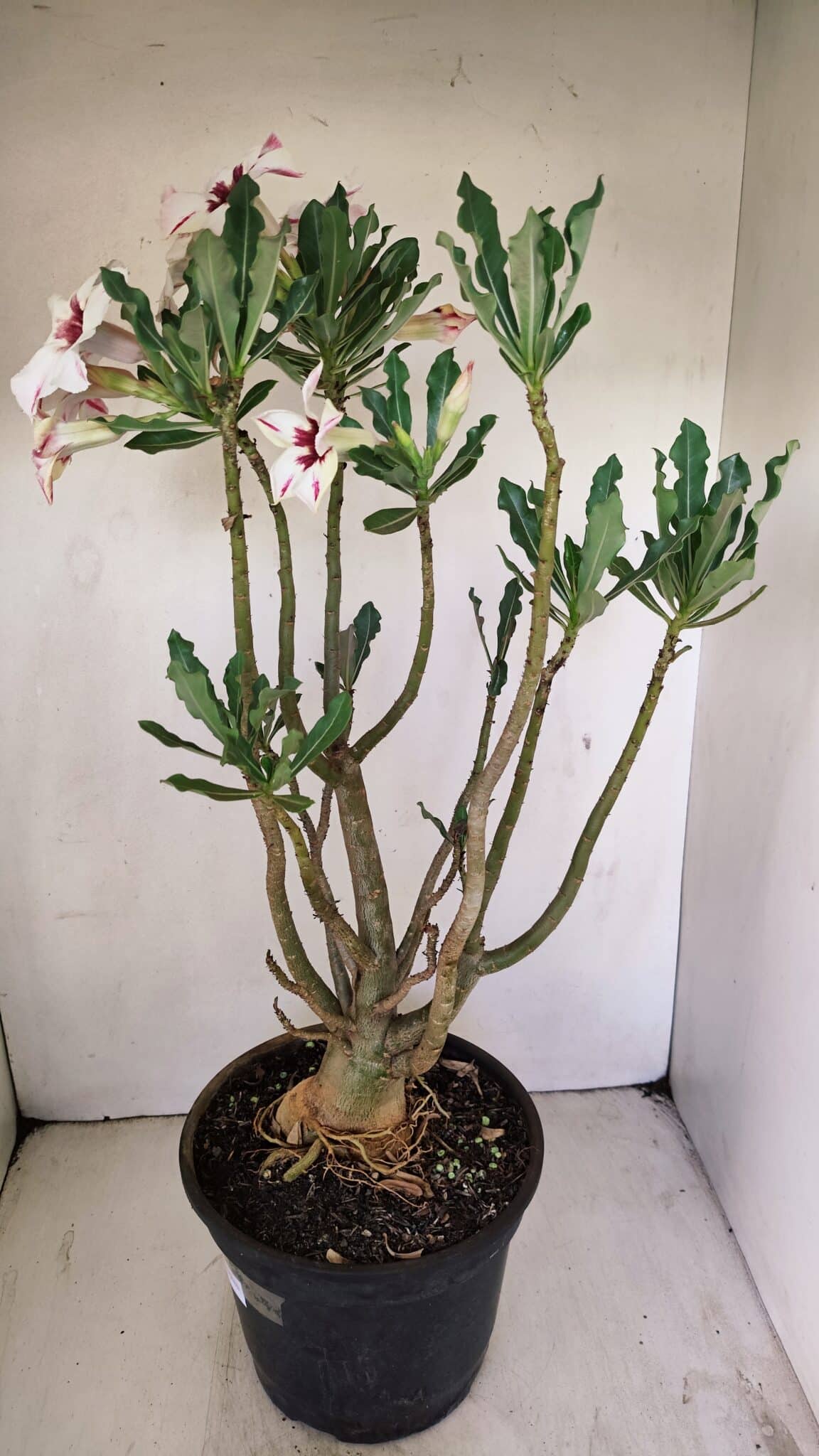 Planta Simples 3242 – 50cm – 04 anos - foto 7