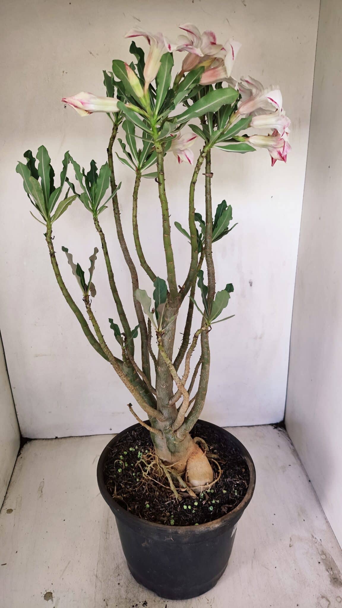 Planta Simples 3242 – 50cm – 04 anos - foto 6