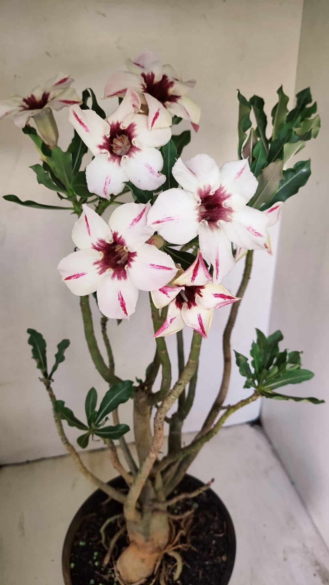 Planta Simples 3242 – 50cm – 04 anos - foto 4